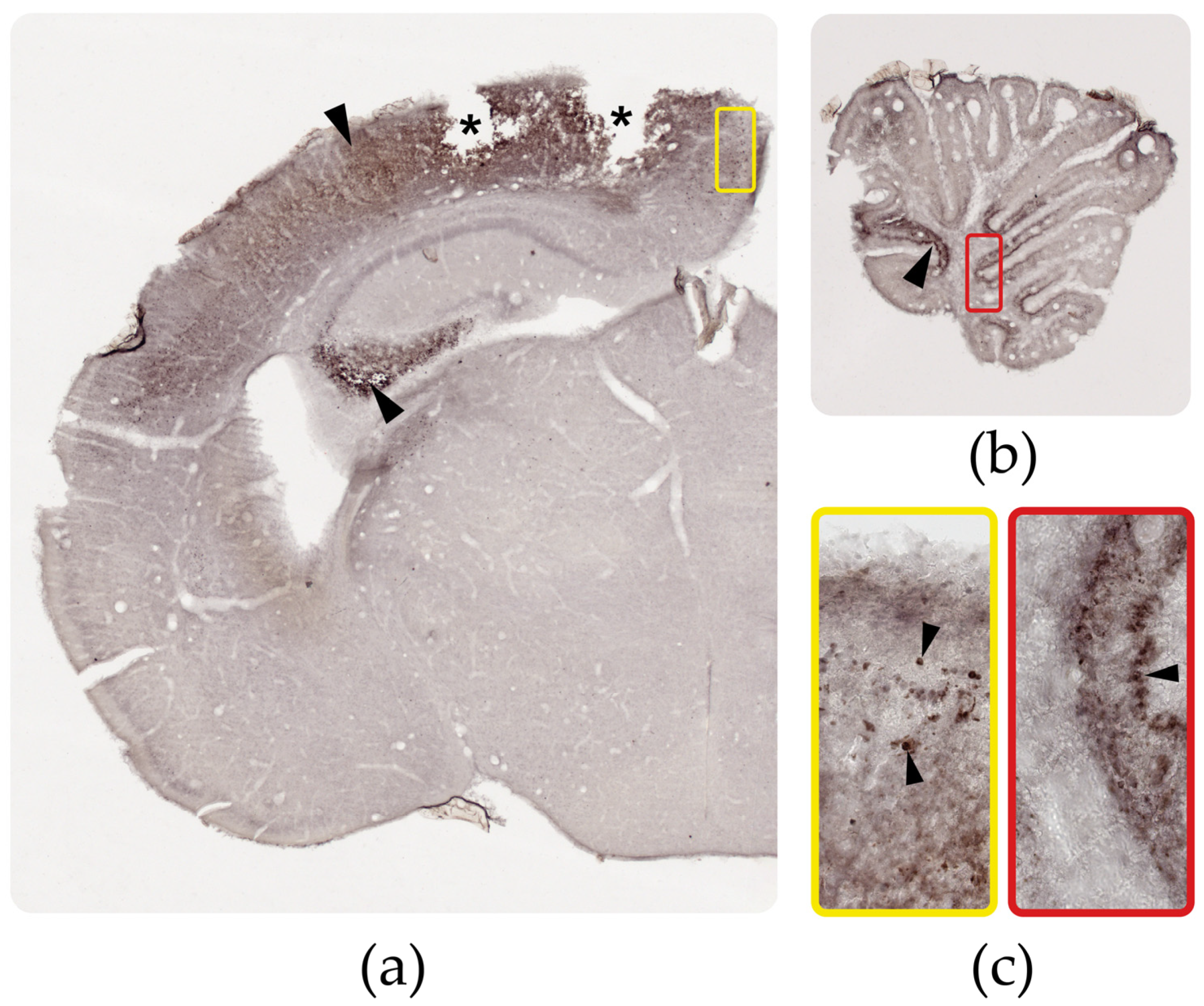 Viruses 15 01632 g004 Viruses 15 01632 g004