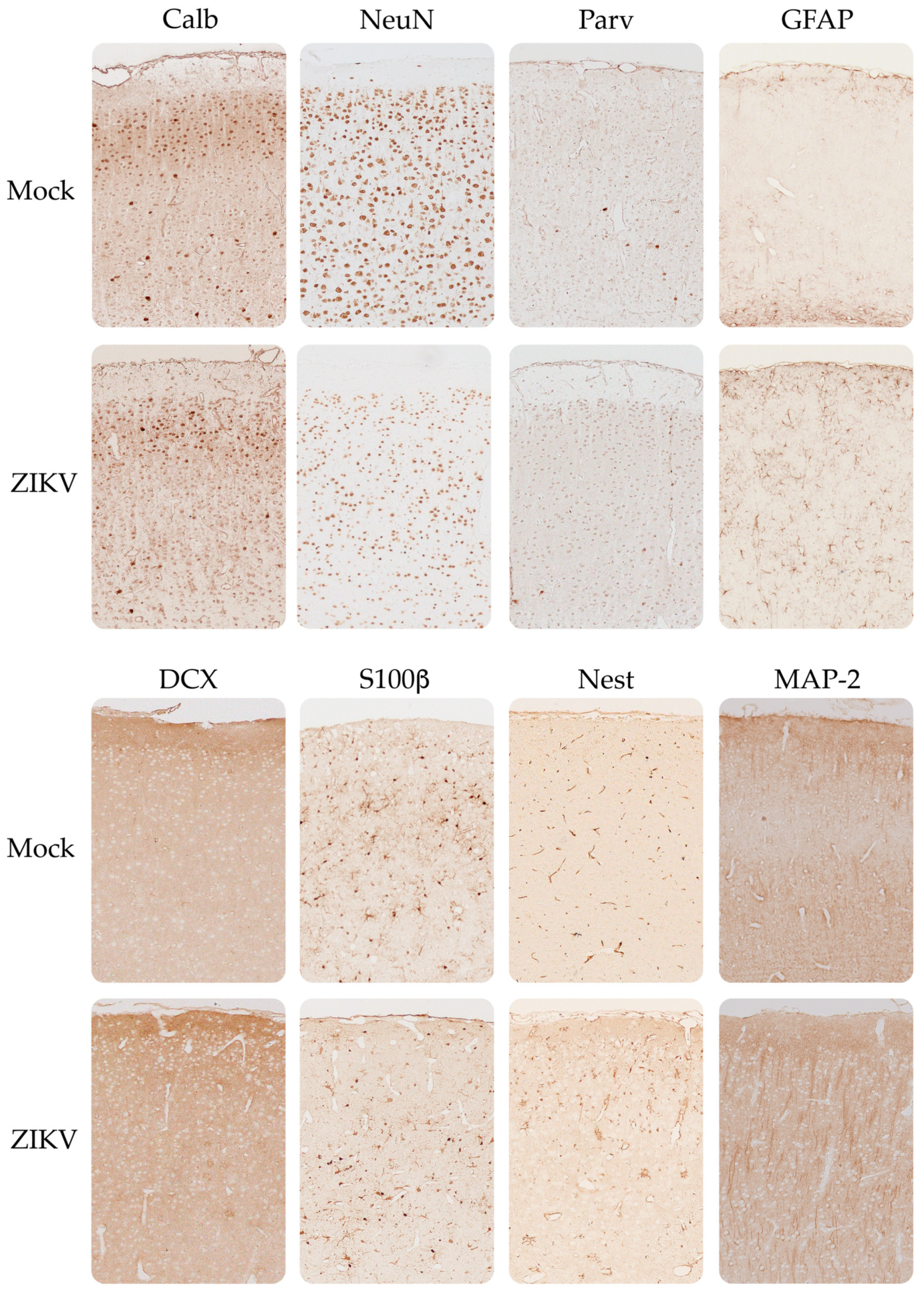 Viruses 15 01632 g007 Viruses 15 01632 g007