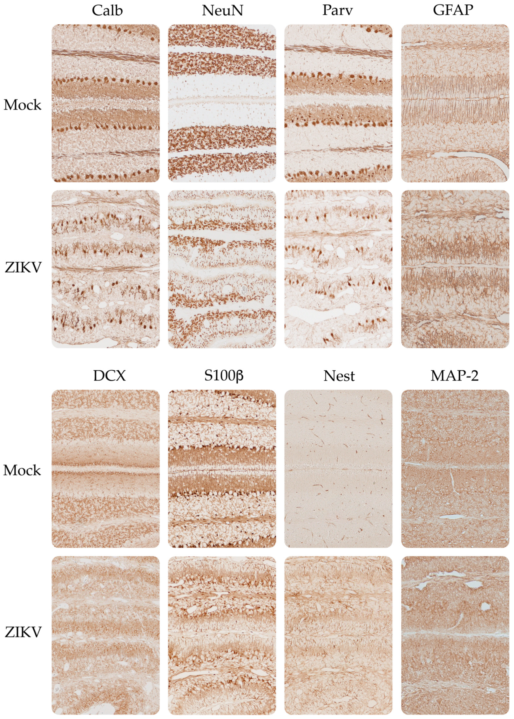 Viruses 15 01632 g008 Viruses 15 01632 g008