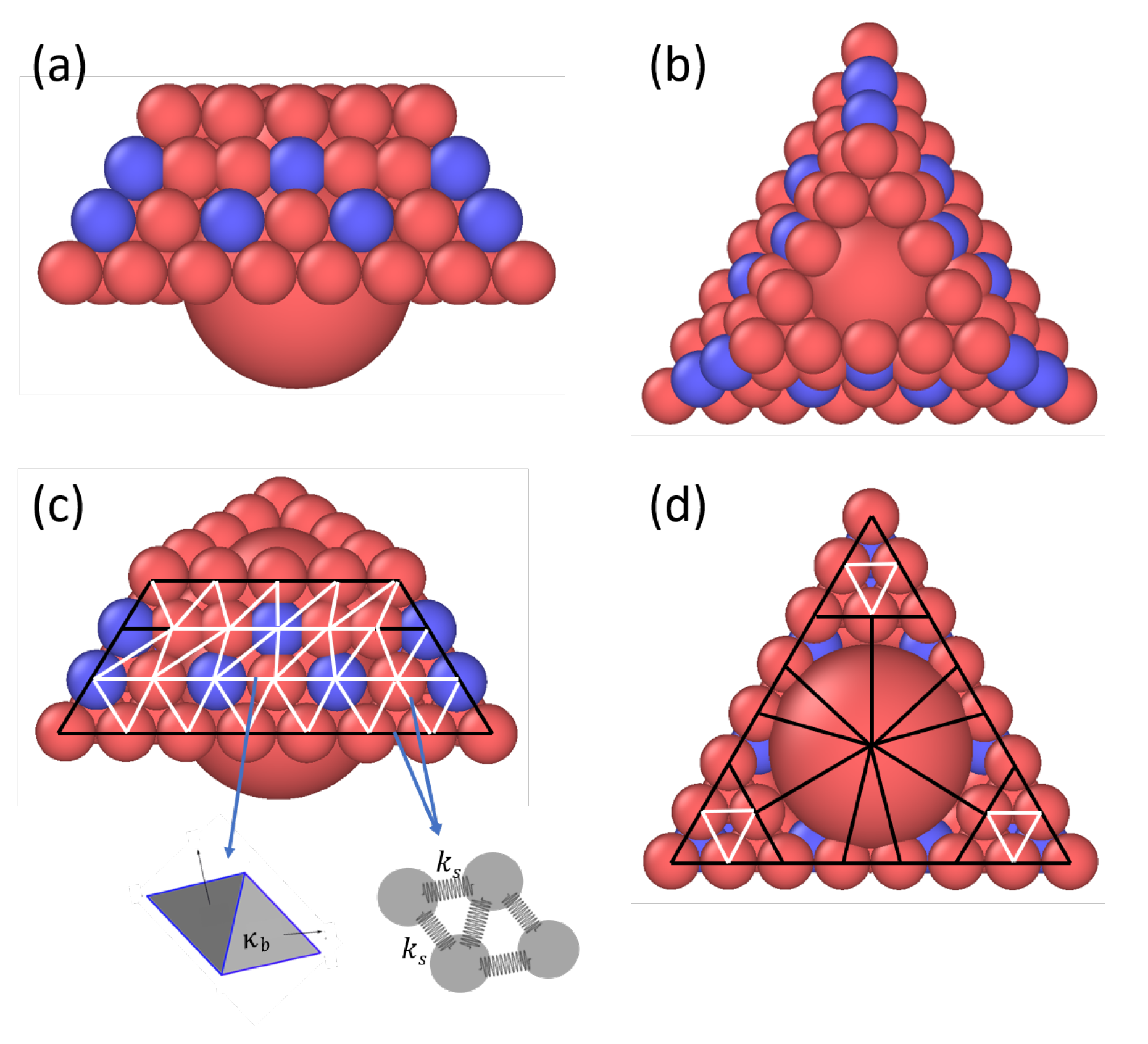 Understanding Virus Structure and Dynamics through Molecular Simulations