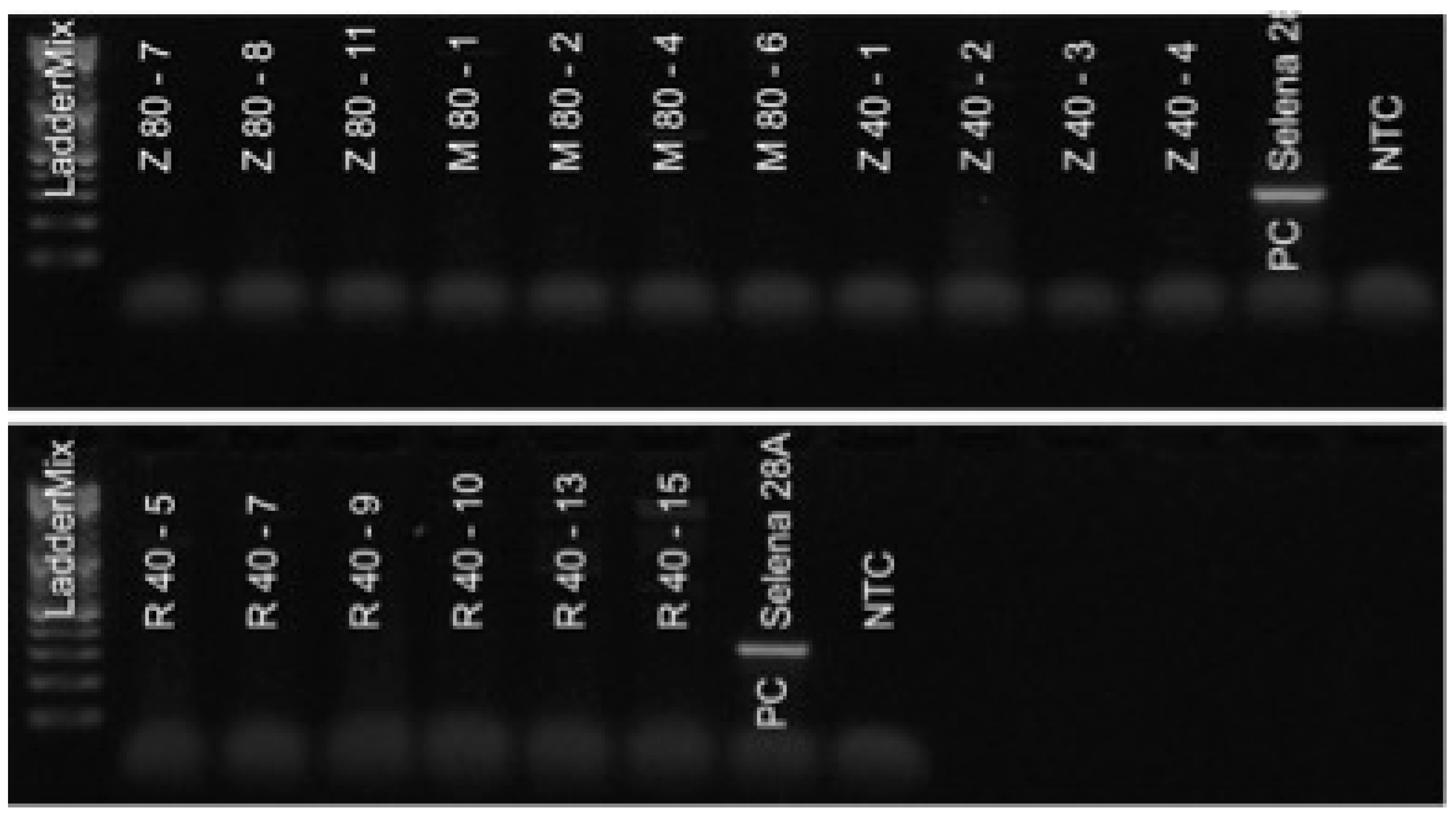 Viruses 15 01684 g002