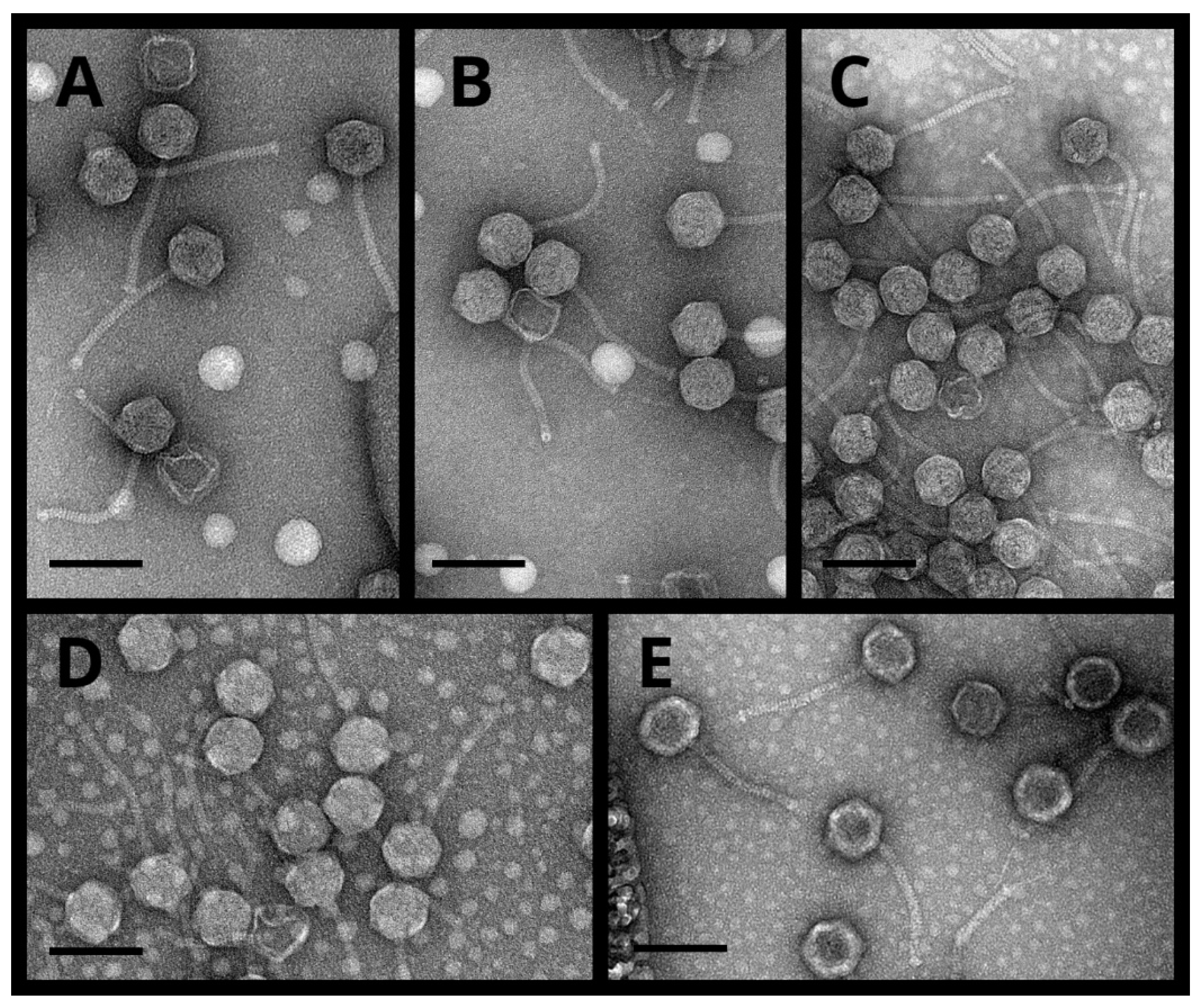 Viruses 15 01691 g002 Viruses 15 01691 g002