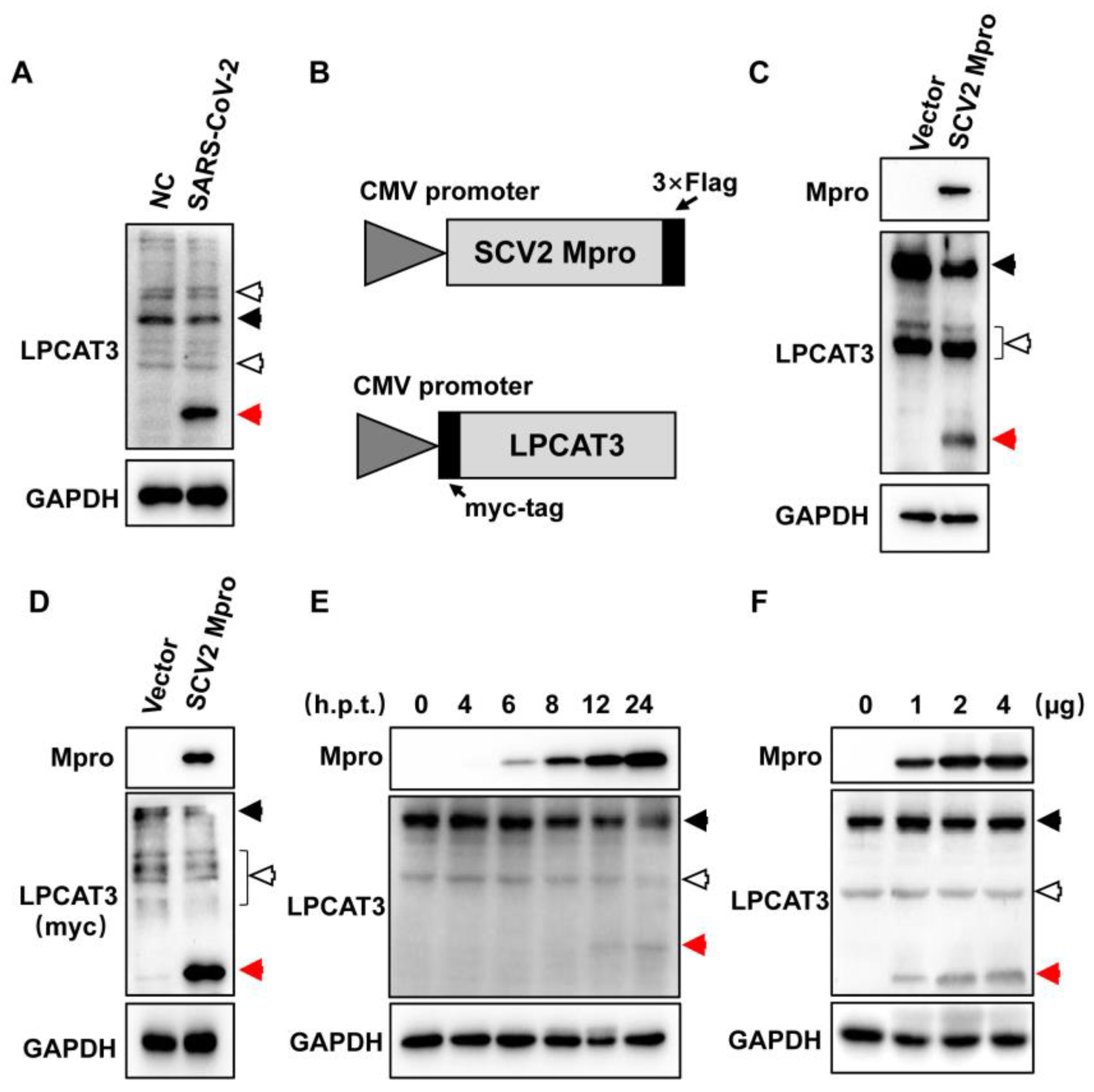 Viruses 15 01696 g001