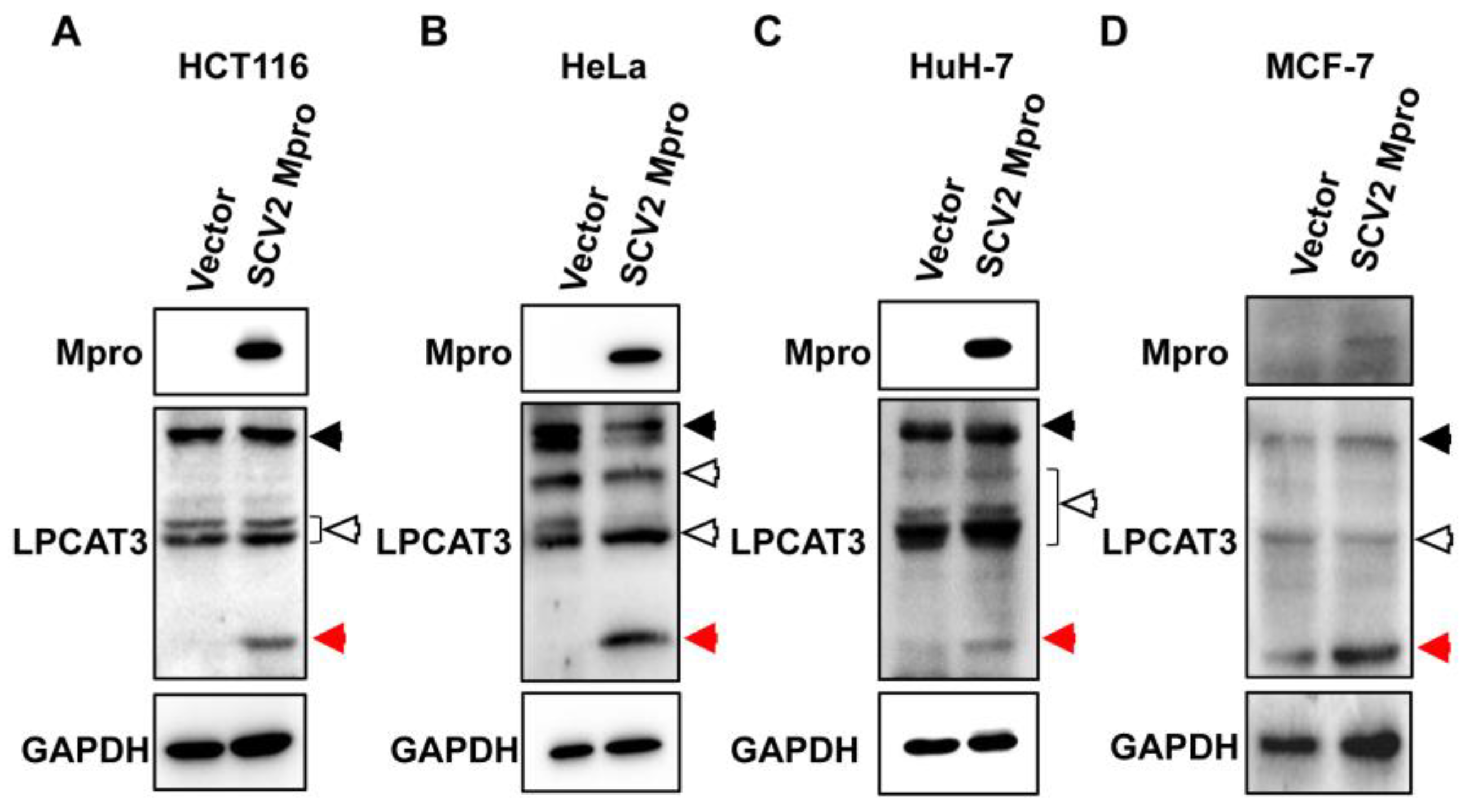 Viruses 15 01696 g002