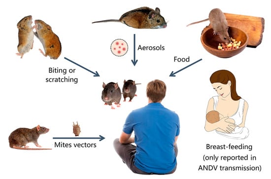 Rat vs Mouse: Pictures - Size, Poop, Behavior -How to tell difference  between Rats and Mice vs Rats — Rapid Rodent Removal