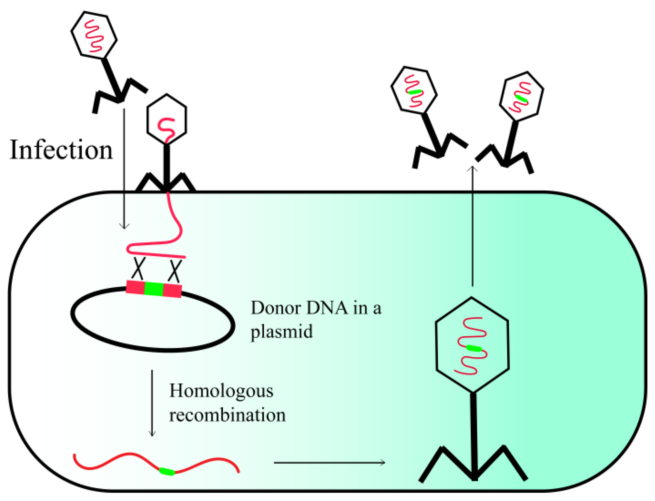 Viruses 15 01736 g001