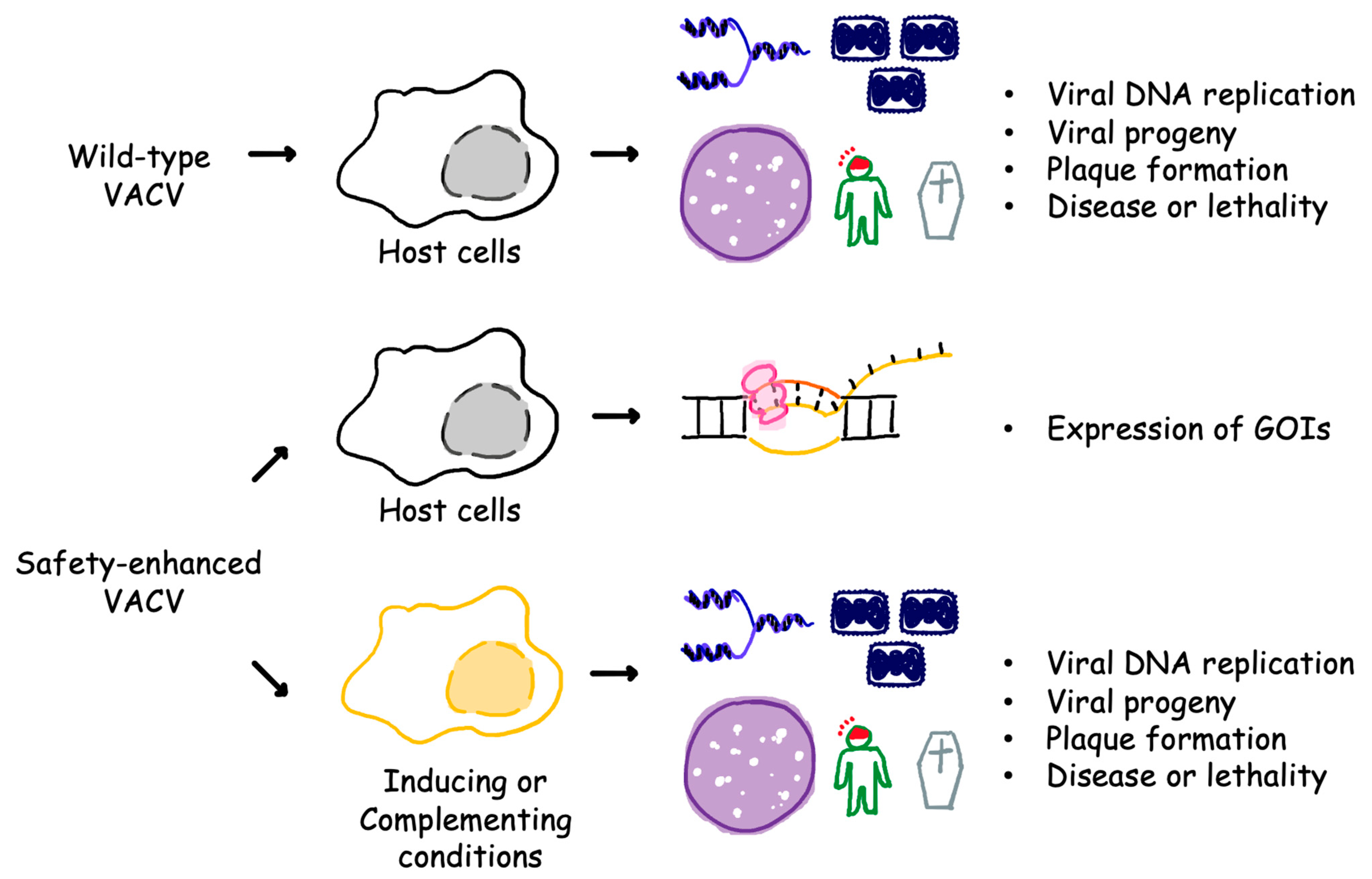 Viruses | Free Full-Text | Rendezvous with Vaccinia Virus in the