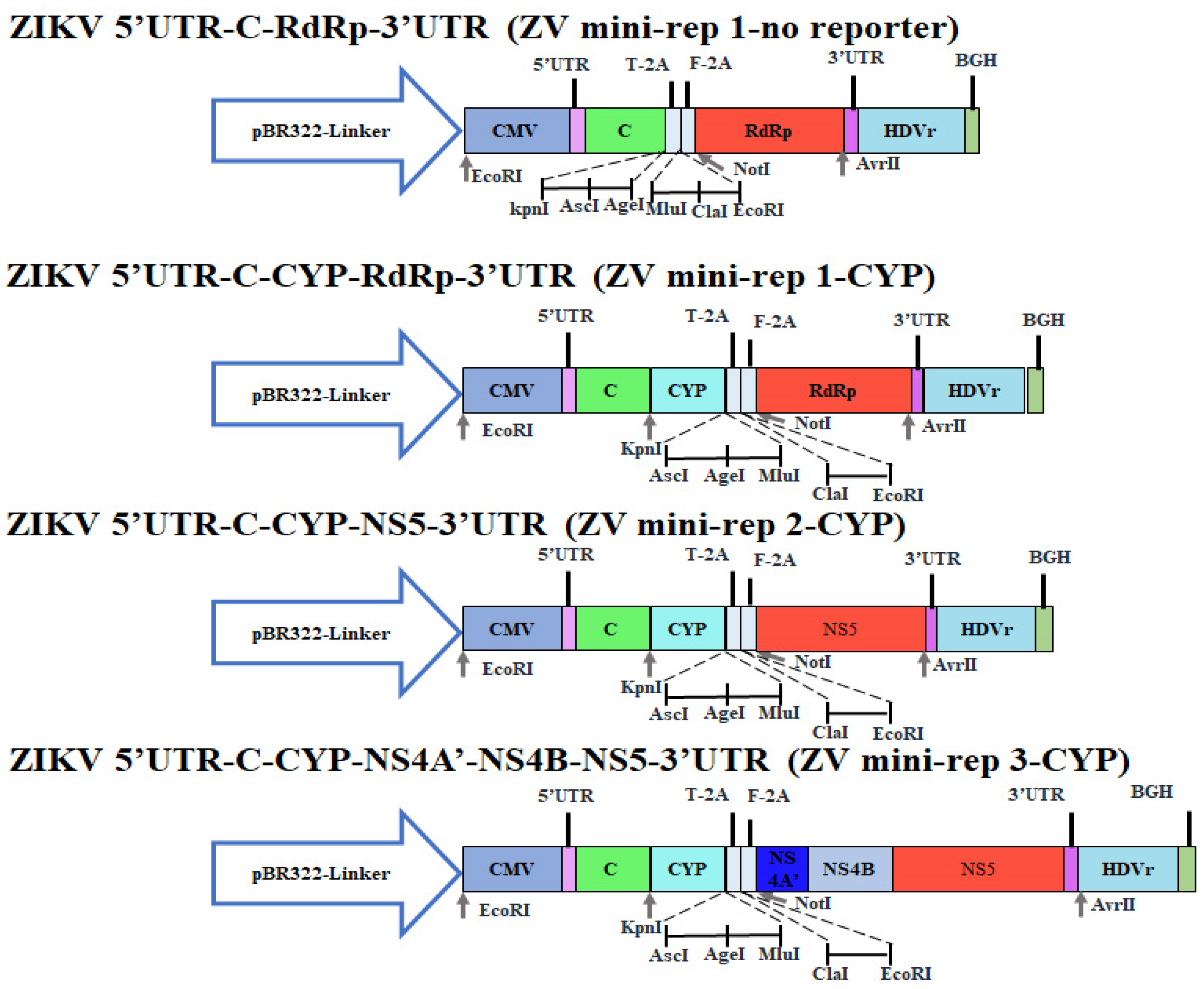Viruses 15 01762 g003