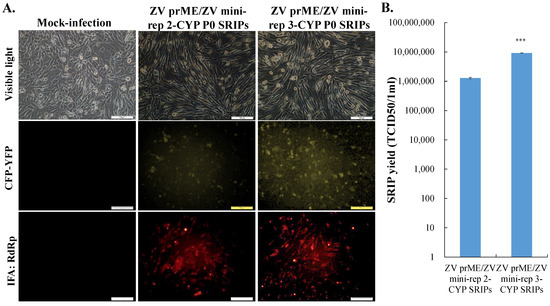 Viruses Free Full Text Development Of Zika Virus Mini Replicon Based Single Round Infectious 3394