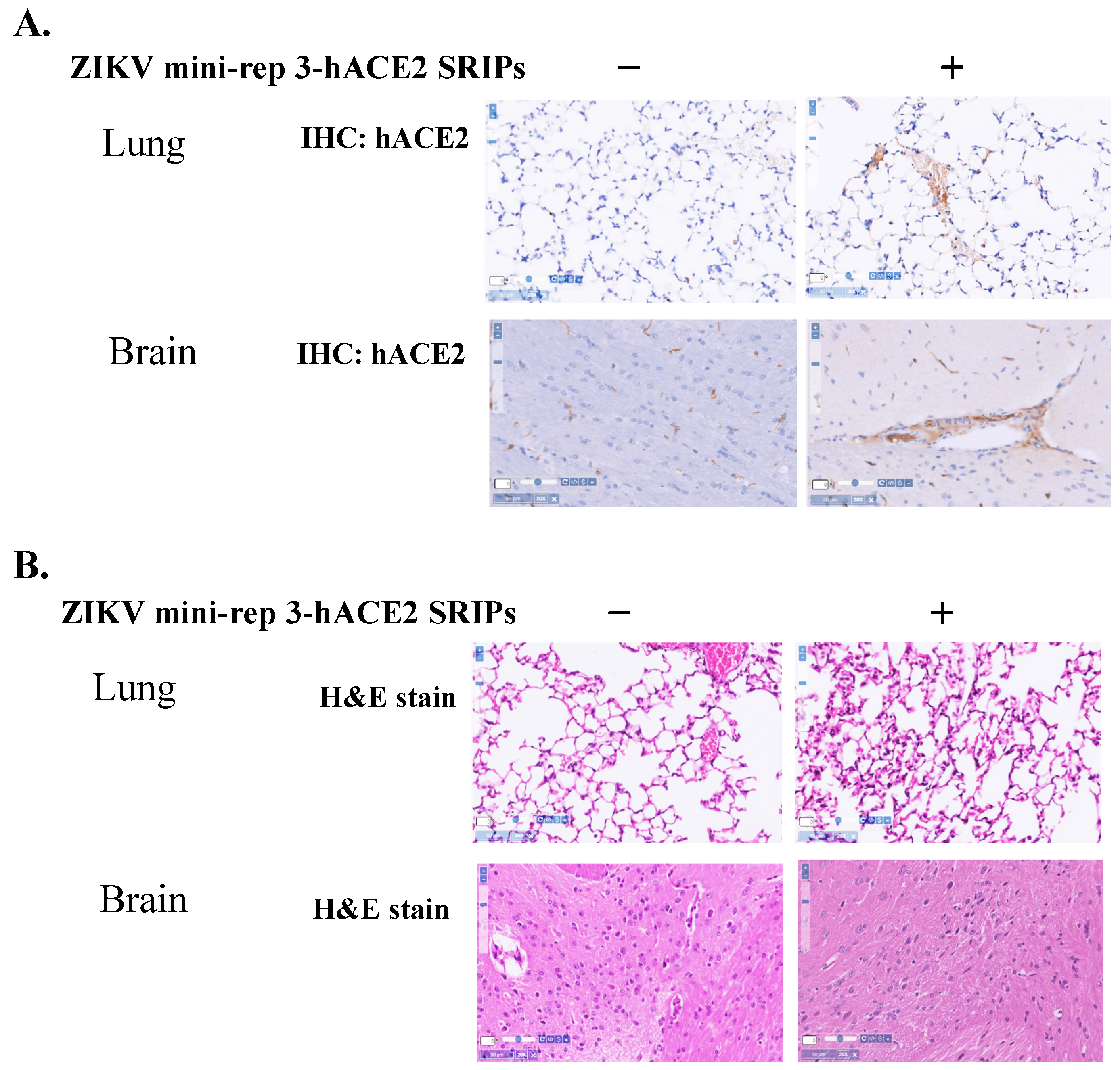 Viruses 15 01762 g008