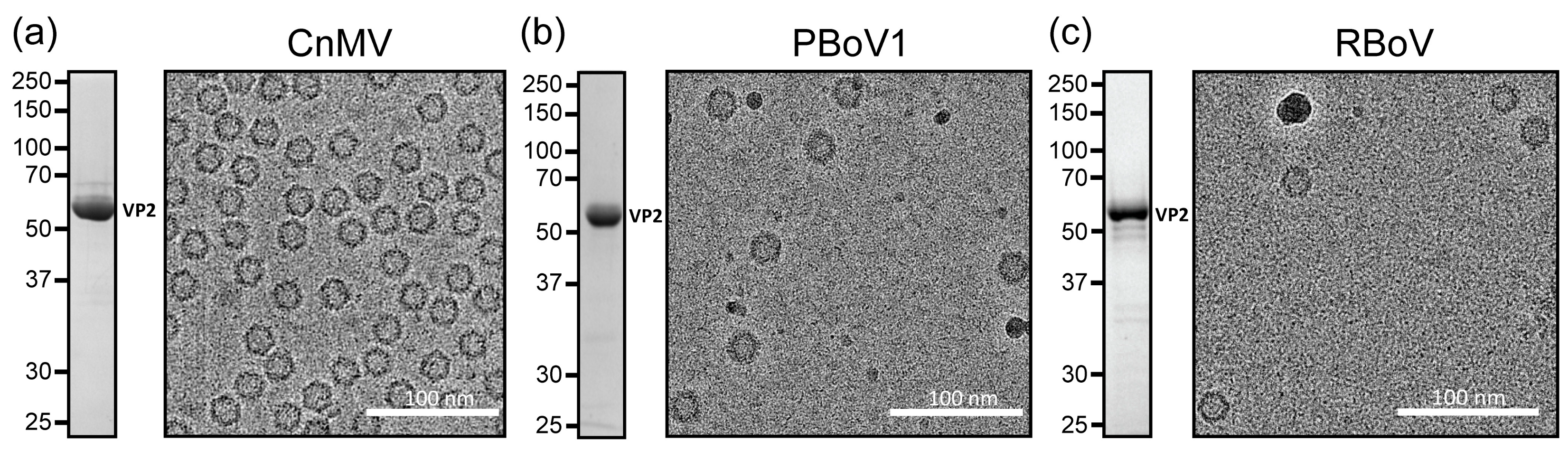 Viruses 15 01799 g001