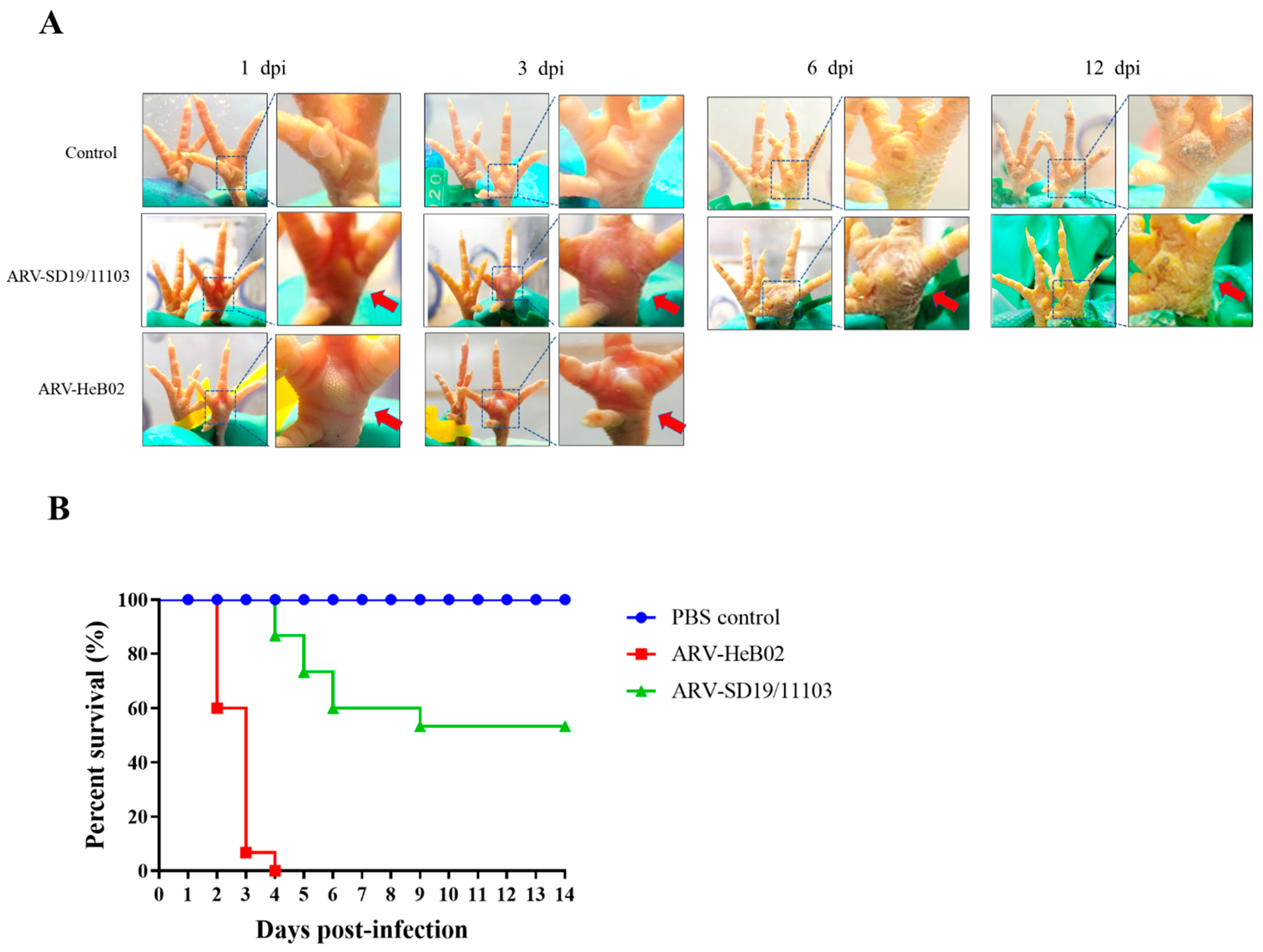 Viruses 15 01800 g004 Viruses 15 01800 g004