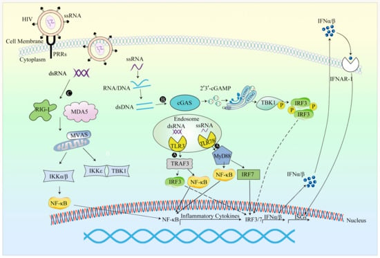 Viruses | Free Full-Text | Innate Immune Response To Viral Vectors In ...