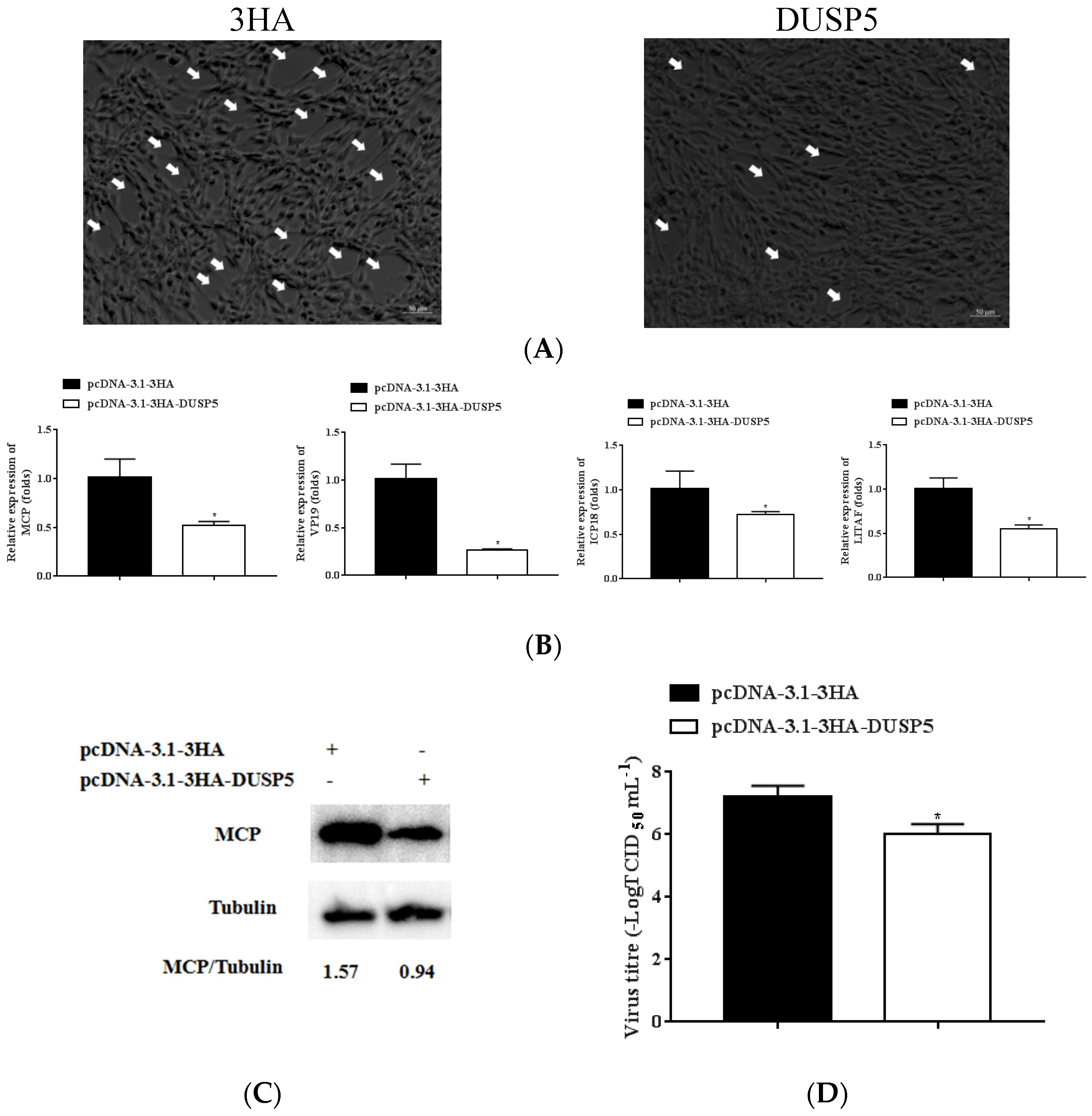 Viruses 15 01807 g005