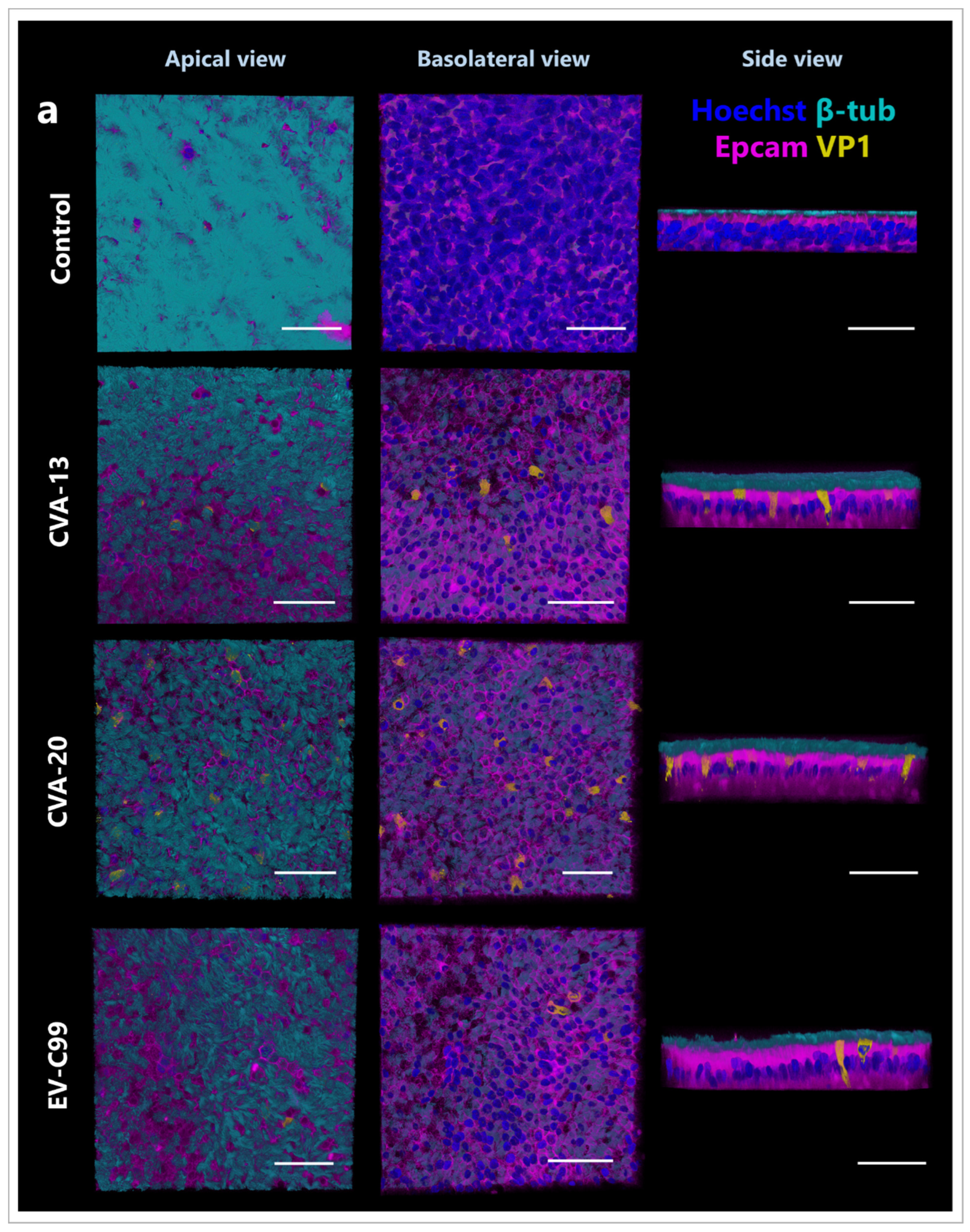 Viruses 15 01823 g004a