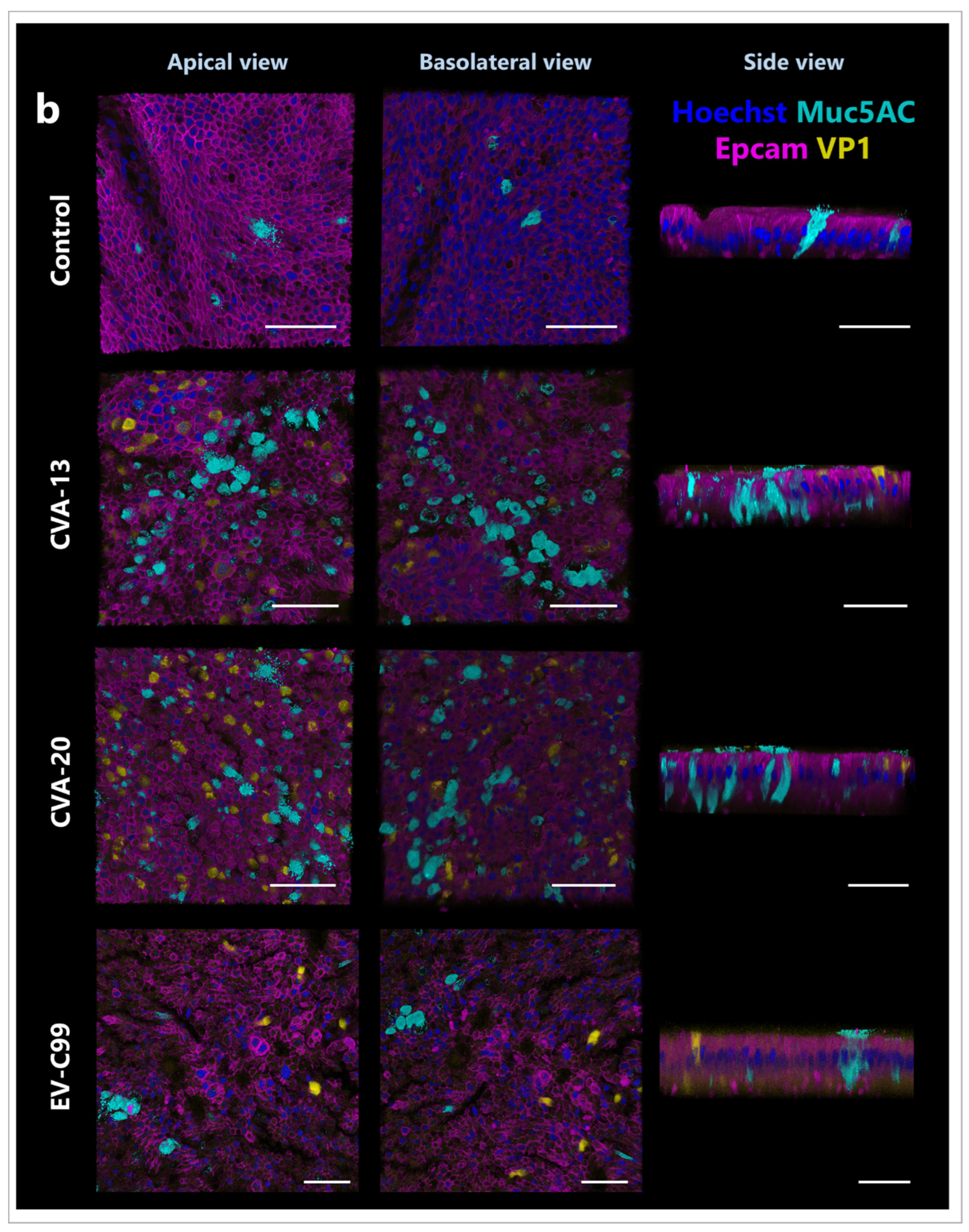 Viruses 15 01823 g004b