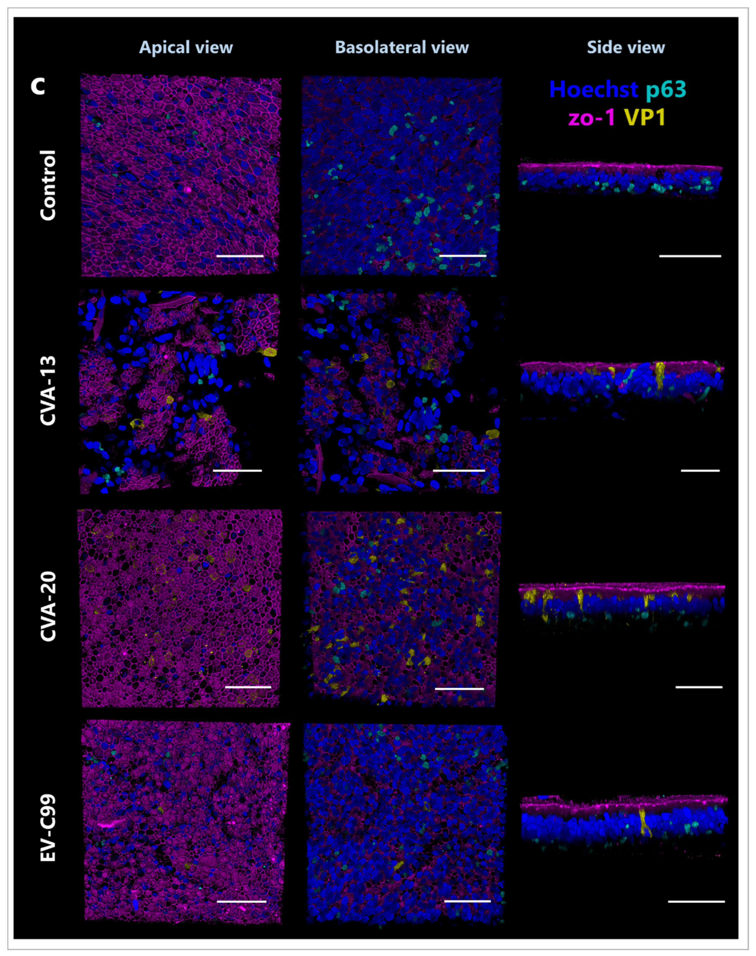 Viruses 15 01823 g004c