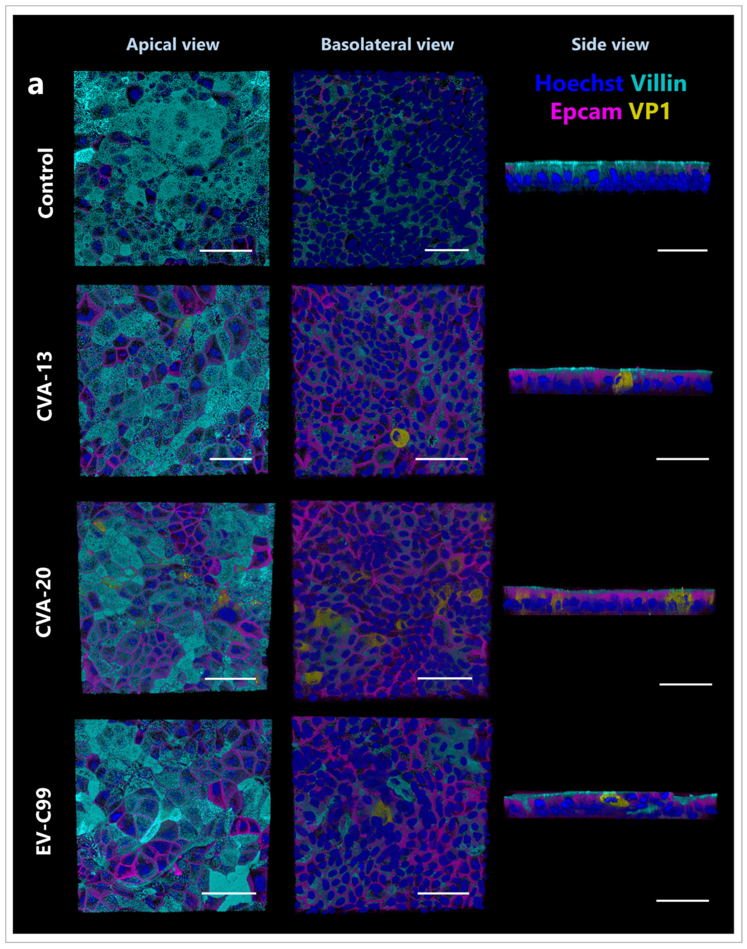 Viruses 15 01823 g006a