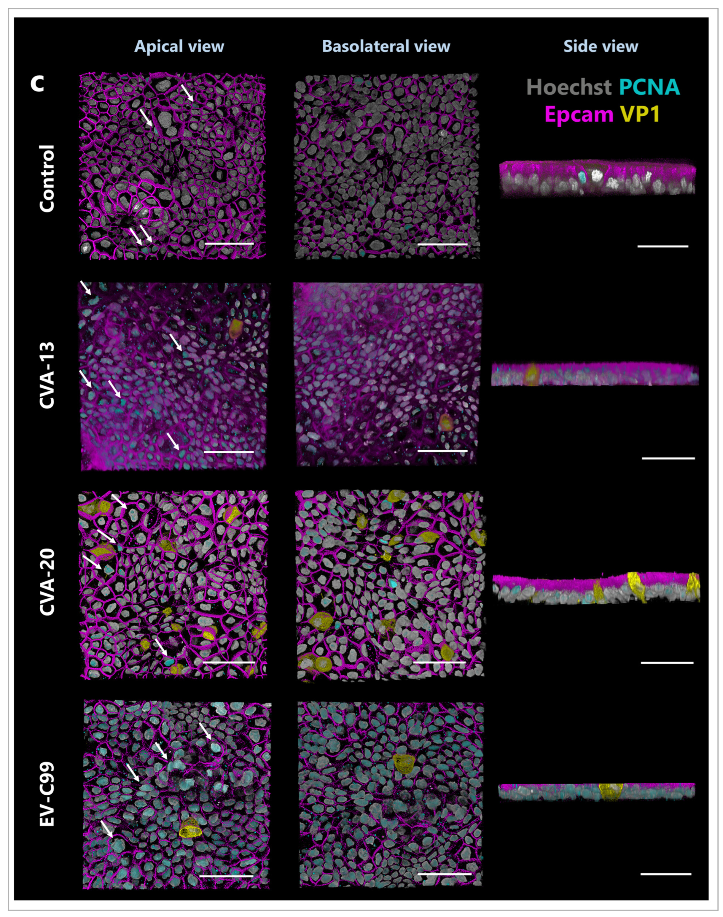 Viruses 15 01823 g006c