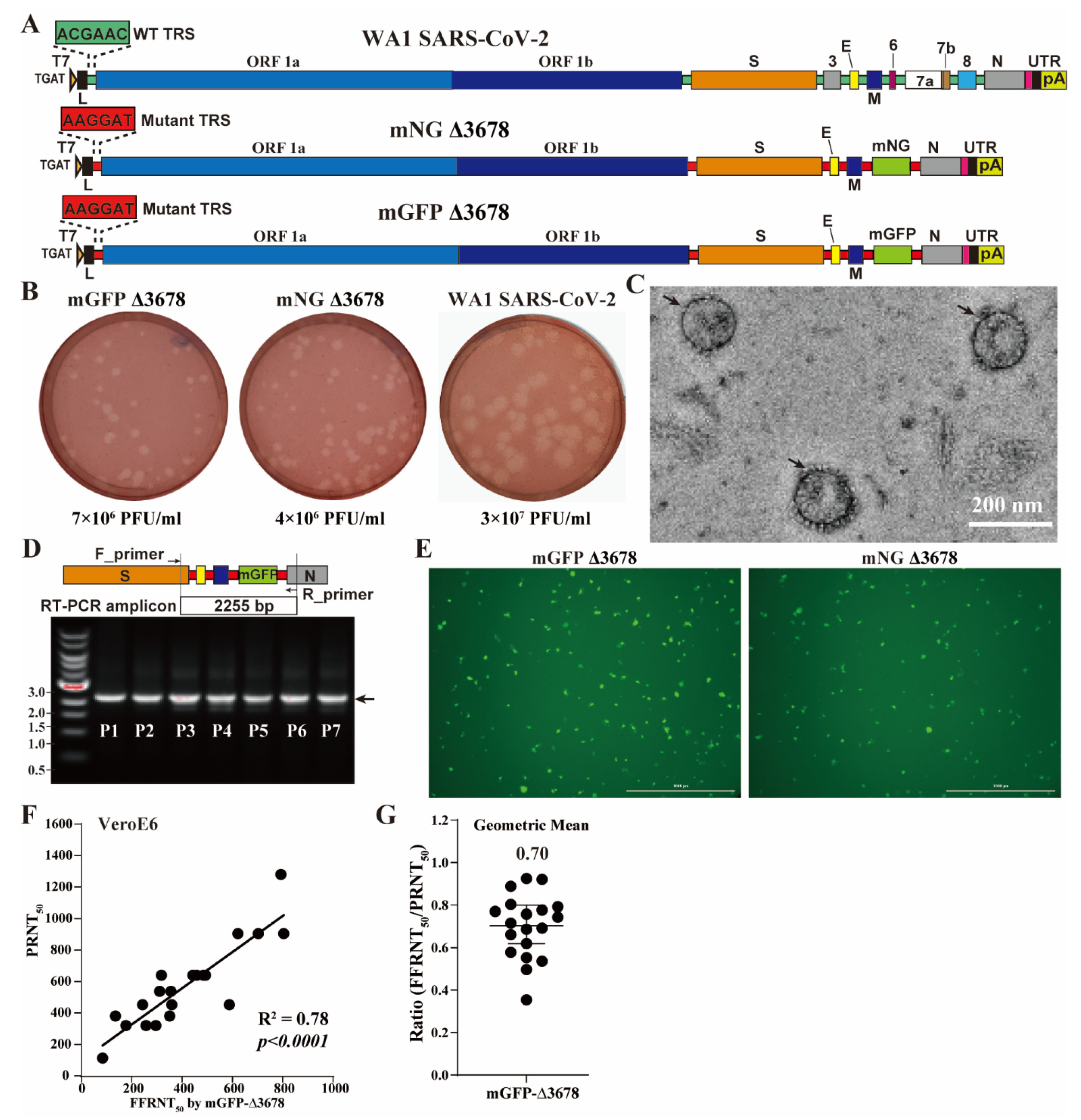 Viruses 15 01855 g001