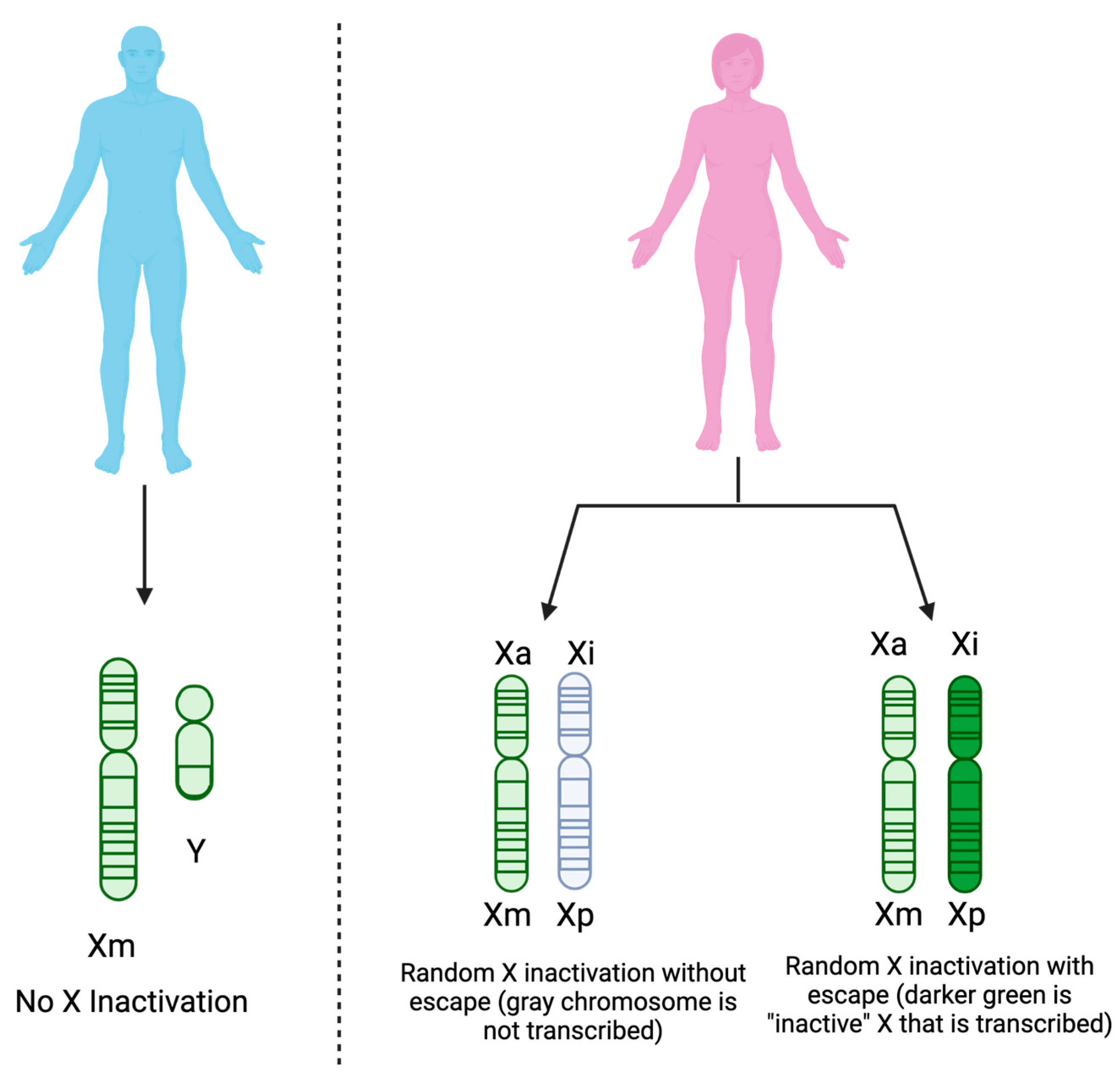 Viruses 15 01869 g003
