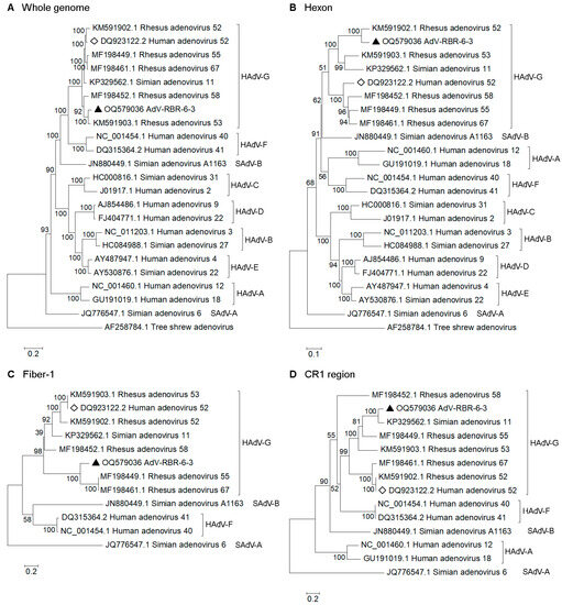 Viruses | Free Full-Text | Correction: Kosoltanapiwat et al. A Novel