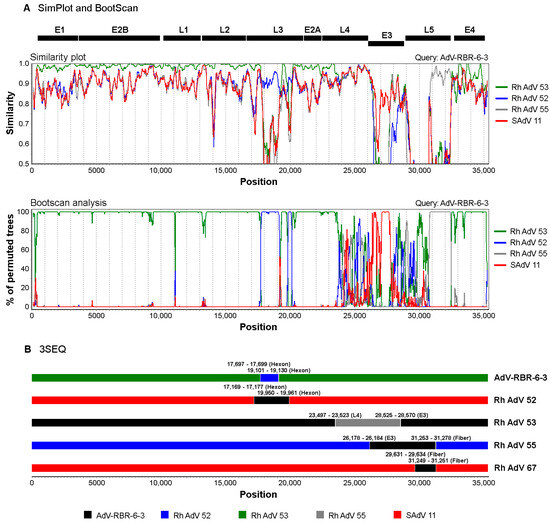 Viruses | Free Full-Text | Correction: Kosoltanapiwat et al. A Novel