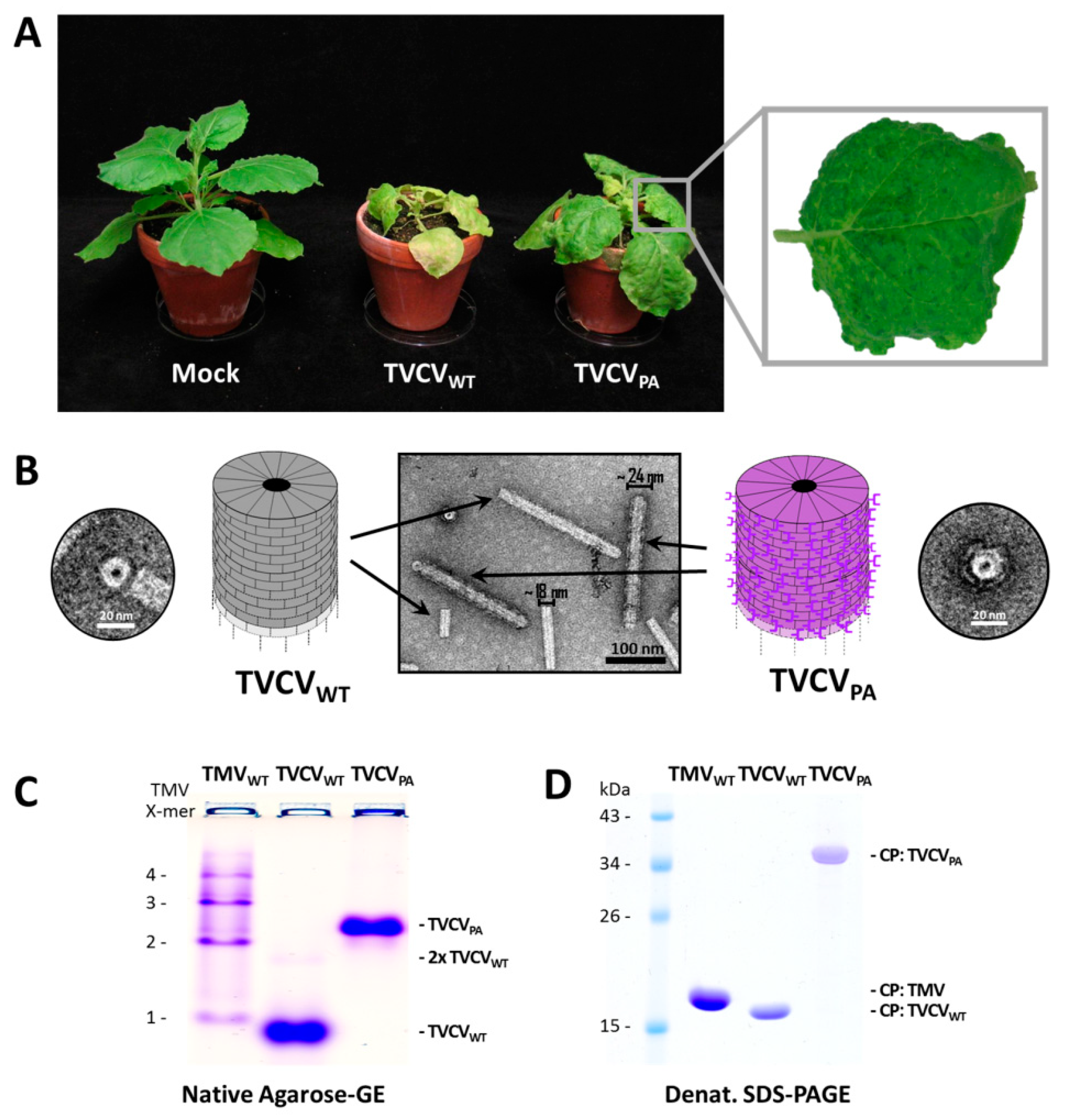 Viruses 15 01951 g002