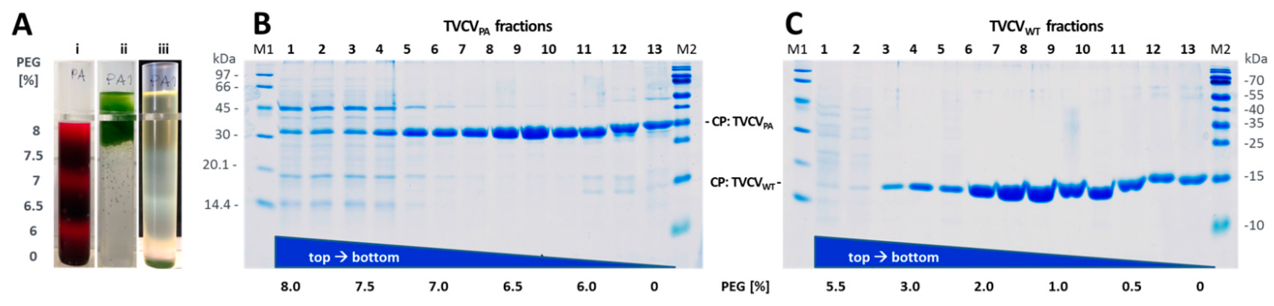 Viruses 15 01951 g003
