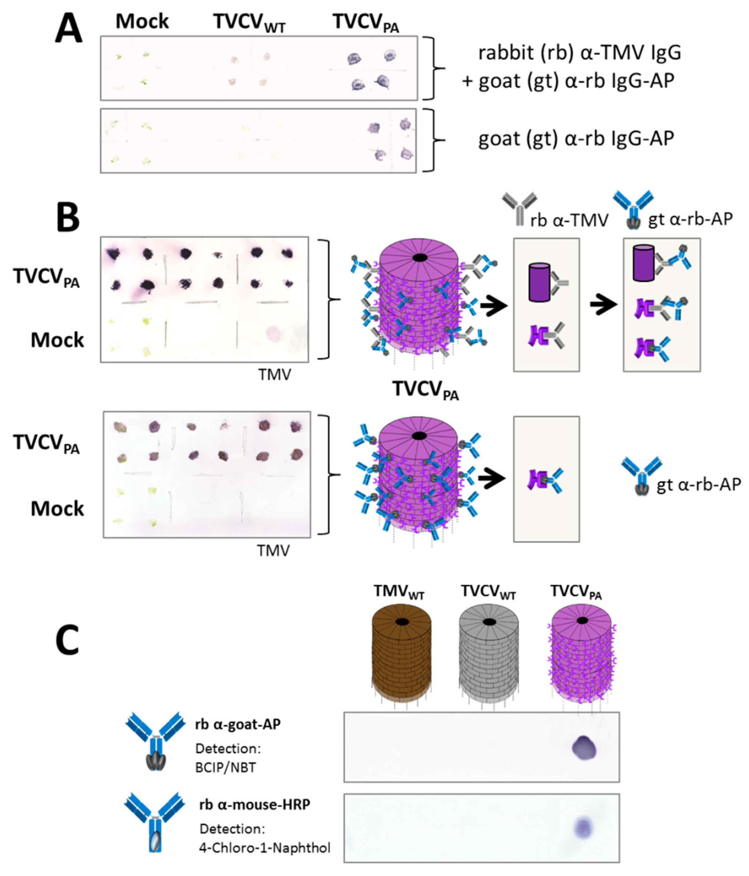 Viruses 15 01951 g005