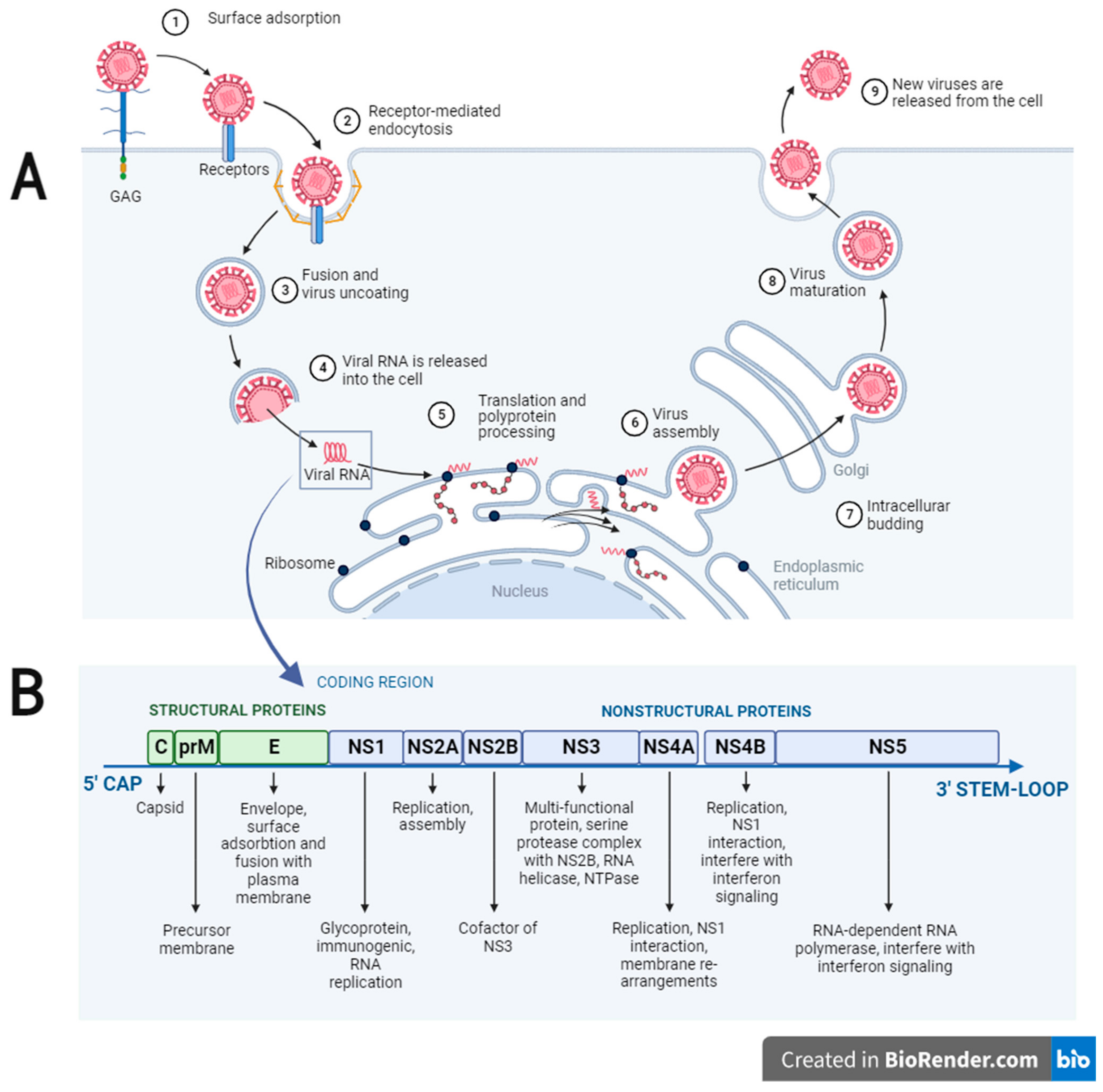 Viruses 15 01973 g001