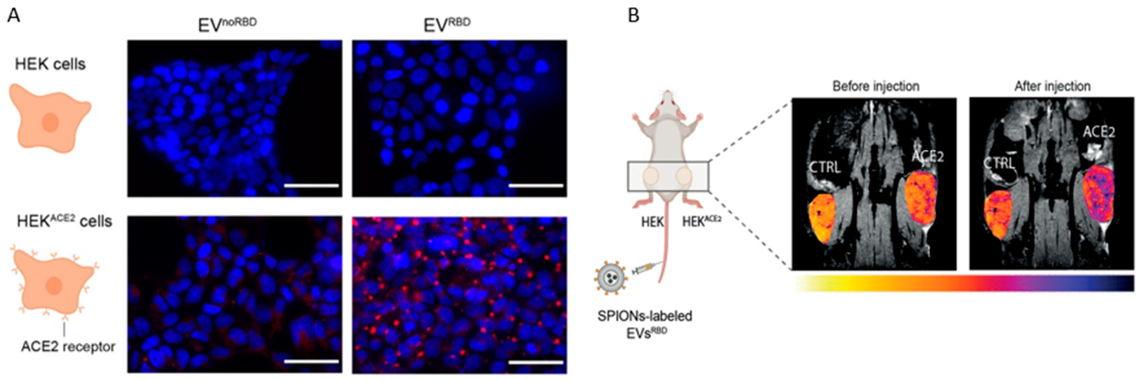 Viruses 15 01982 g002