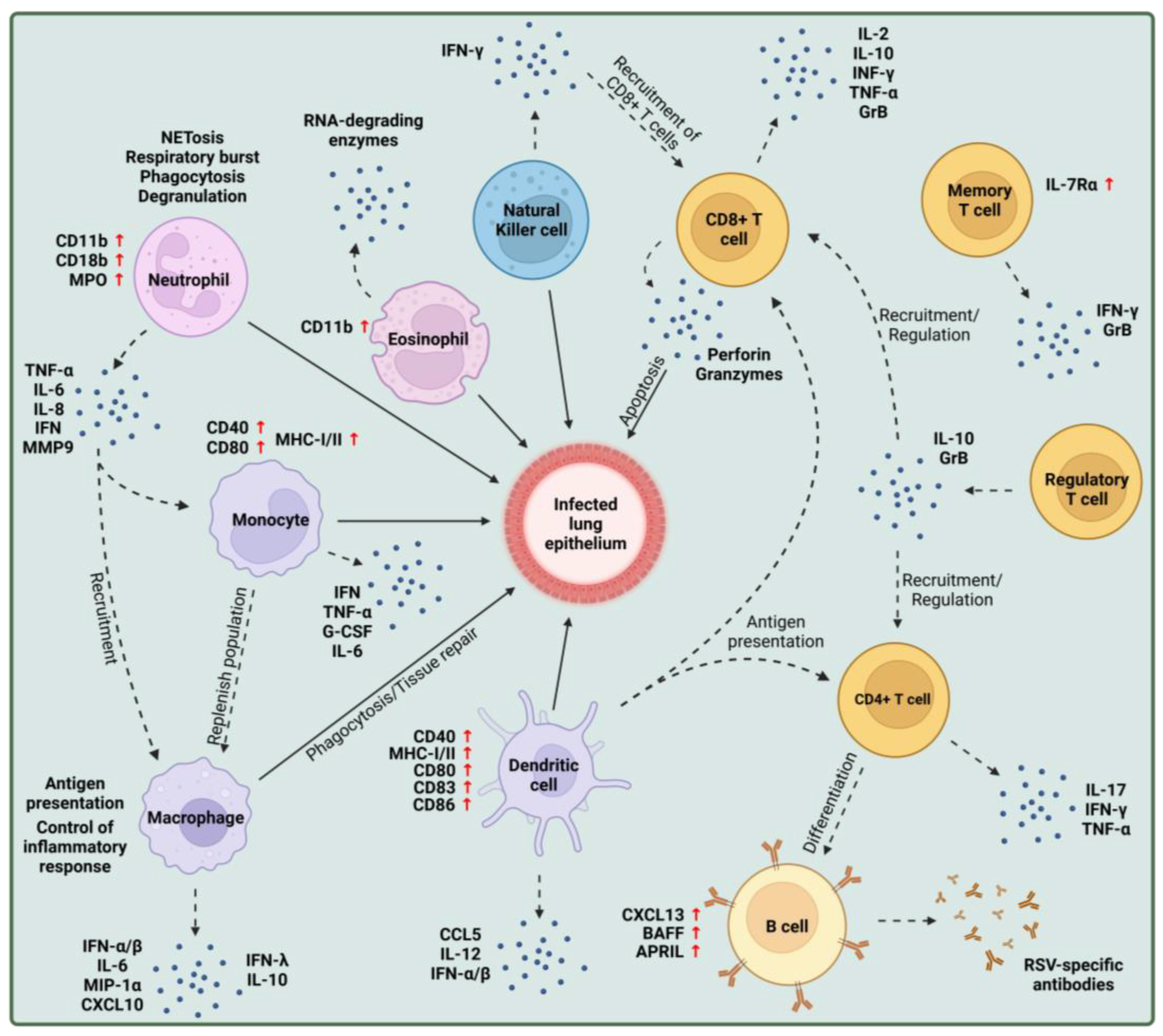 Functional organization of cytoplasmic inclusion bodies in cells infected  by respiratory syncytial virus