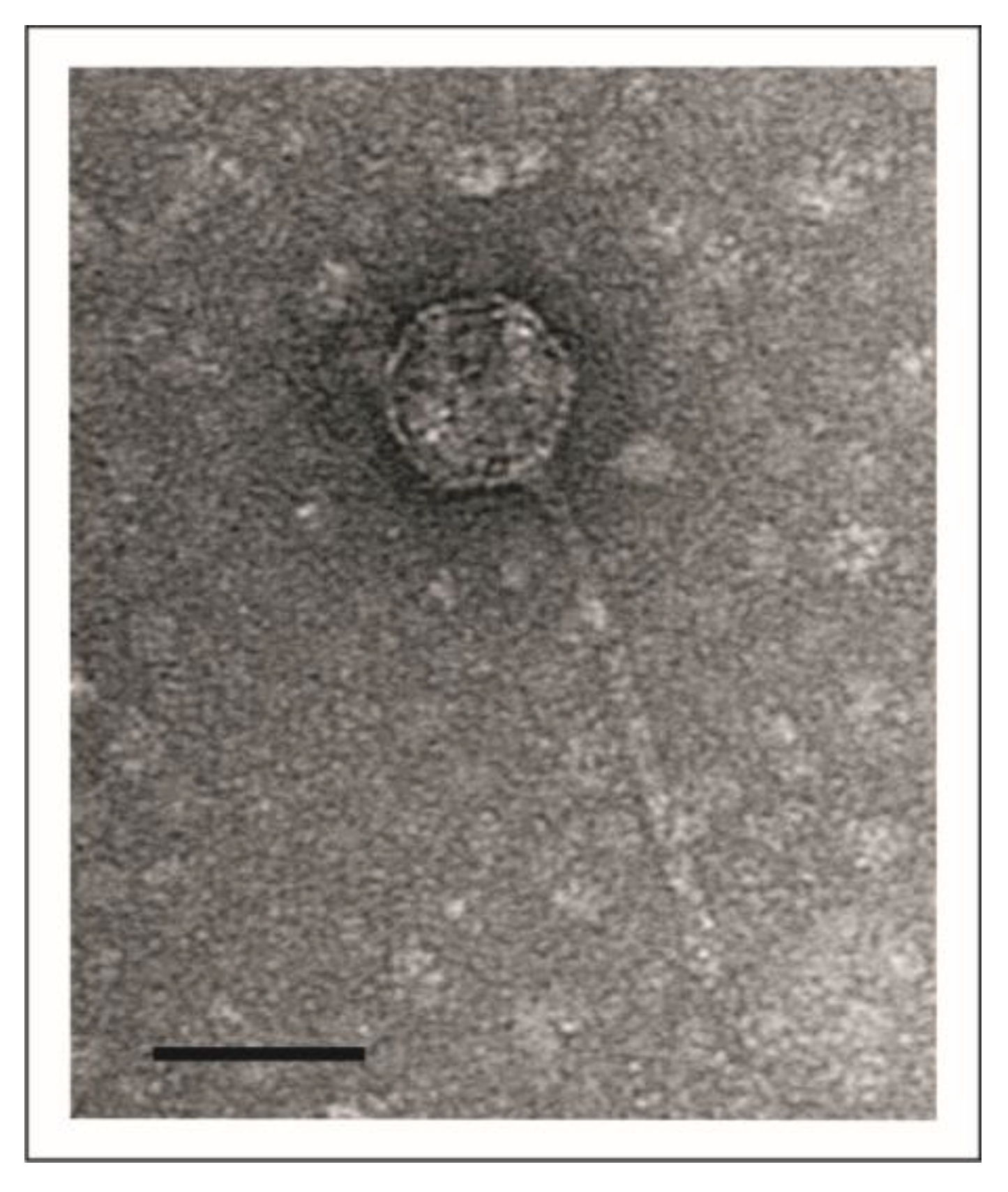 Viruses 15 02019 g001