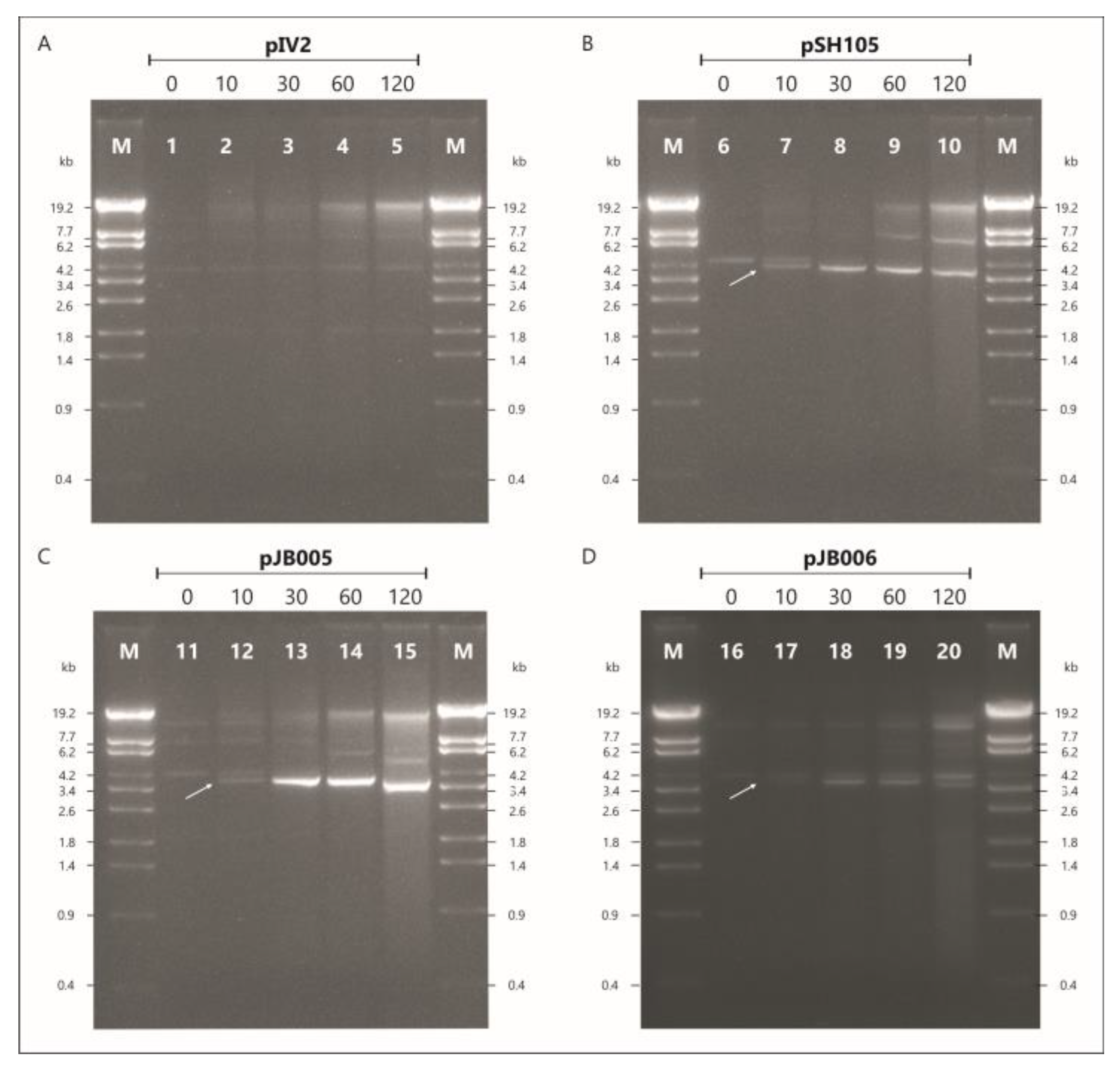 Viruses 15 02019 g006