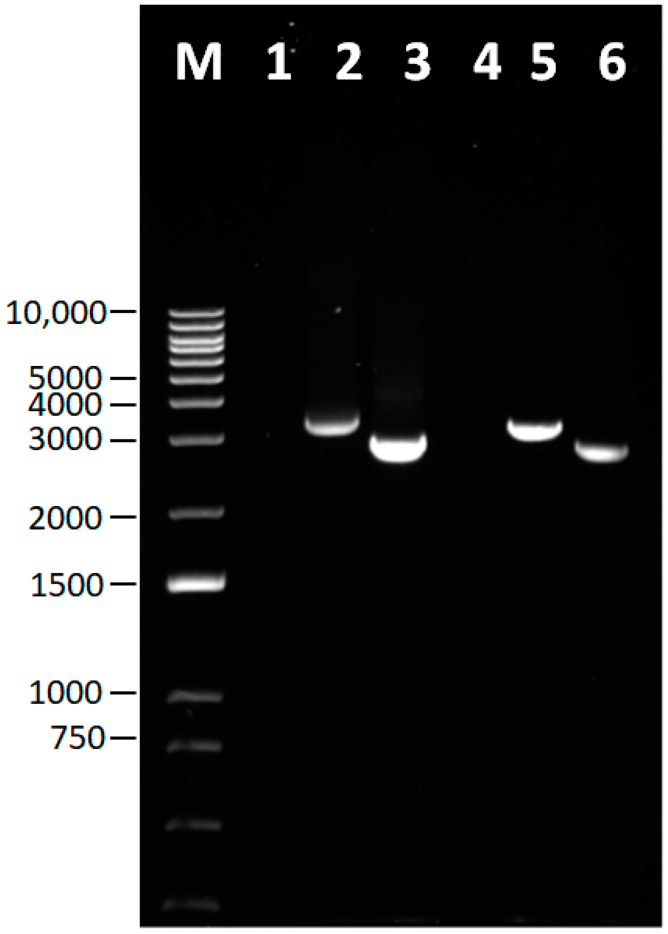 Viruses 15 02044 g001 Viruses 15 02044 g001