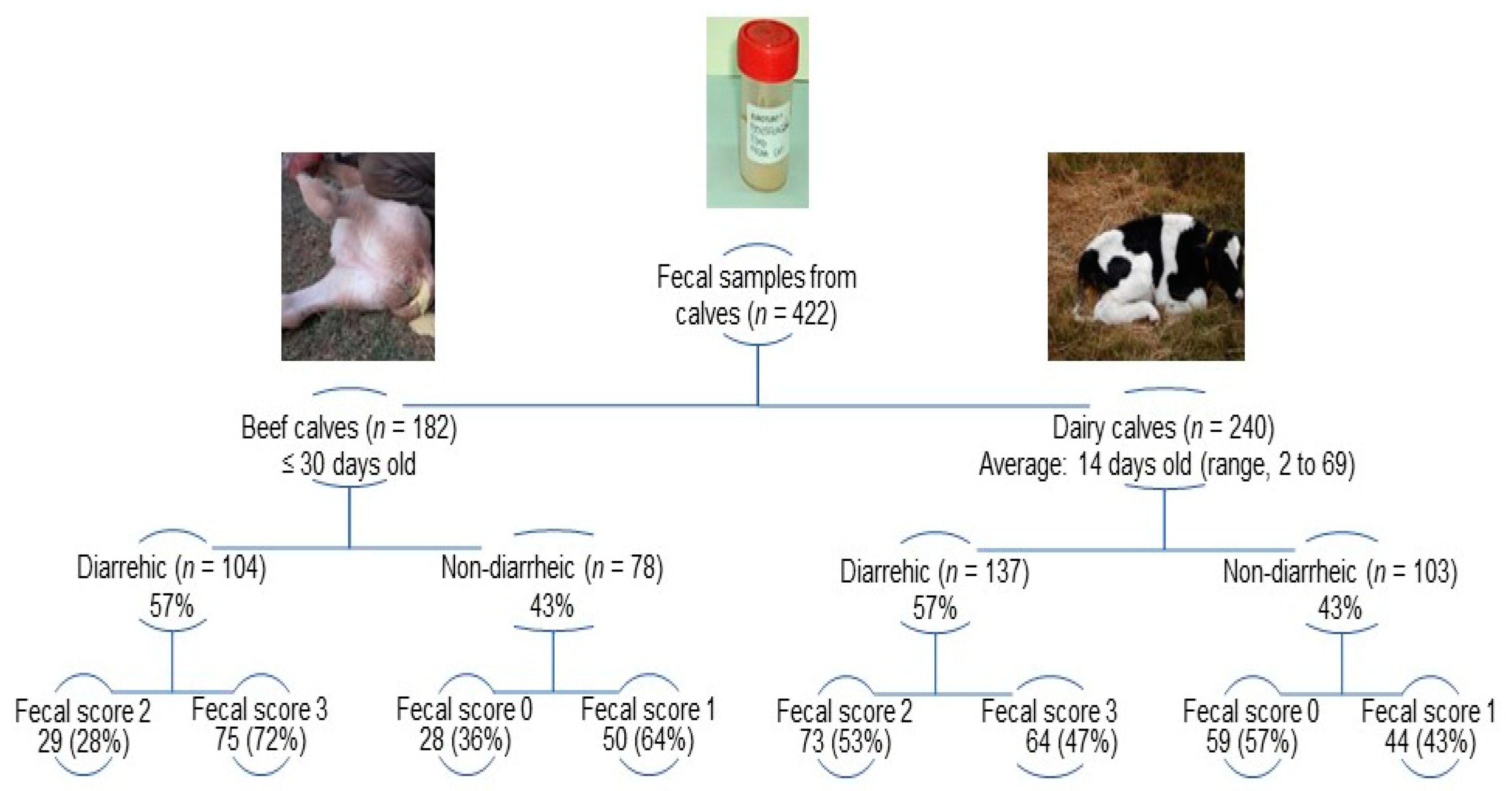 Viruses | Free Full-Text | Molecular Epidemiology of Rotavirus A in Calves:  Evolutionary Analysis of a Bovine G8P[11] Strain and Spatio-temporal  Dynamics of G6 Lineages in the Americas