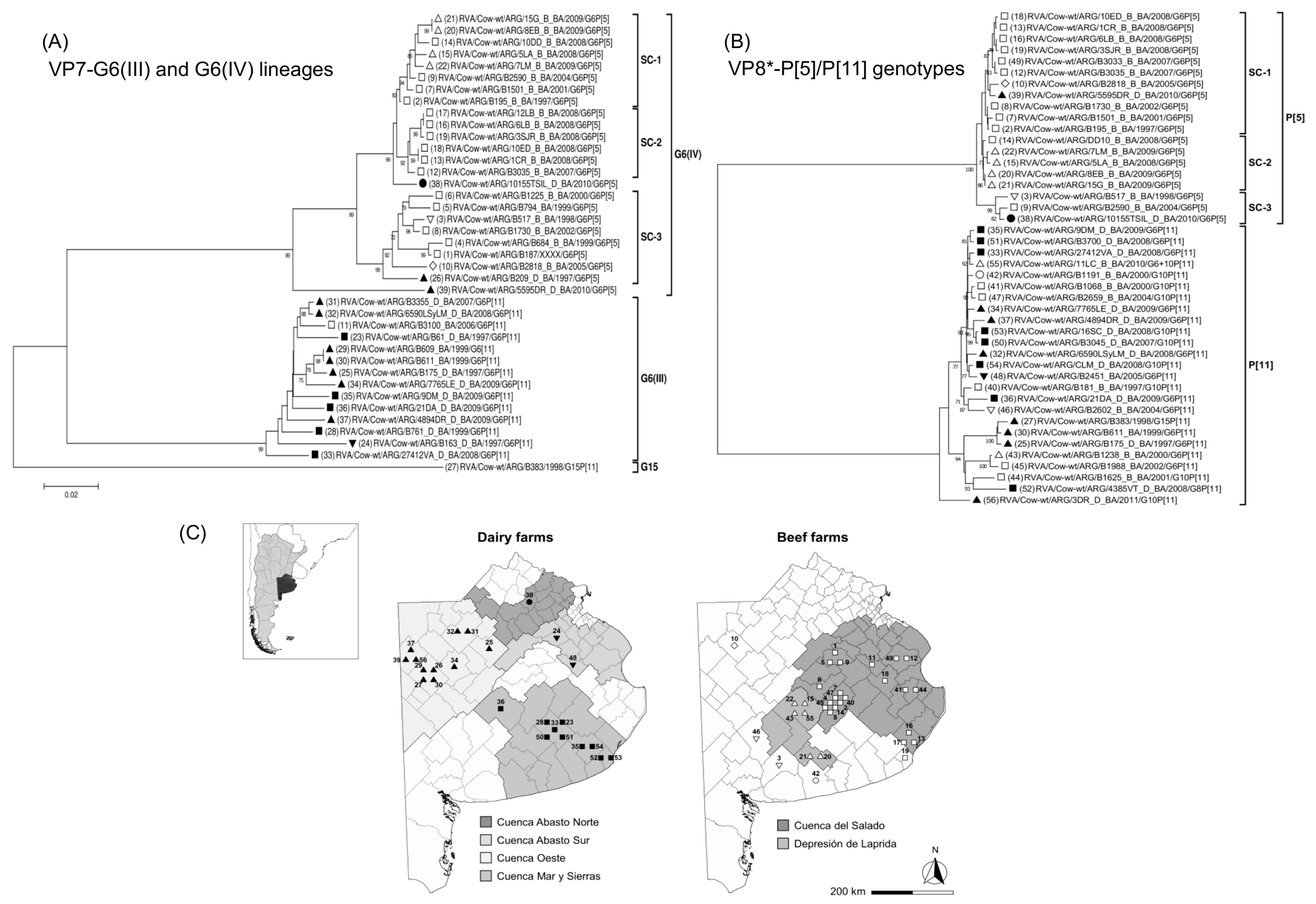 Viruses | Free Full-Text | Molecular Epidemiology of Rotavirus A