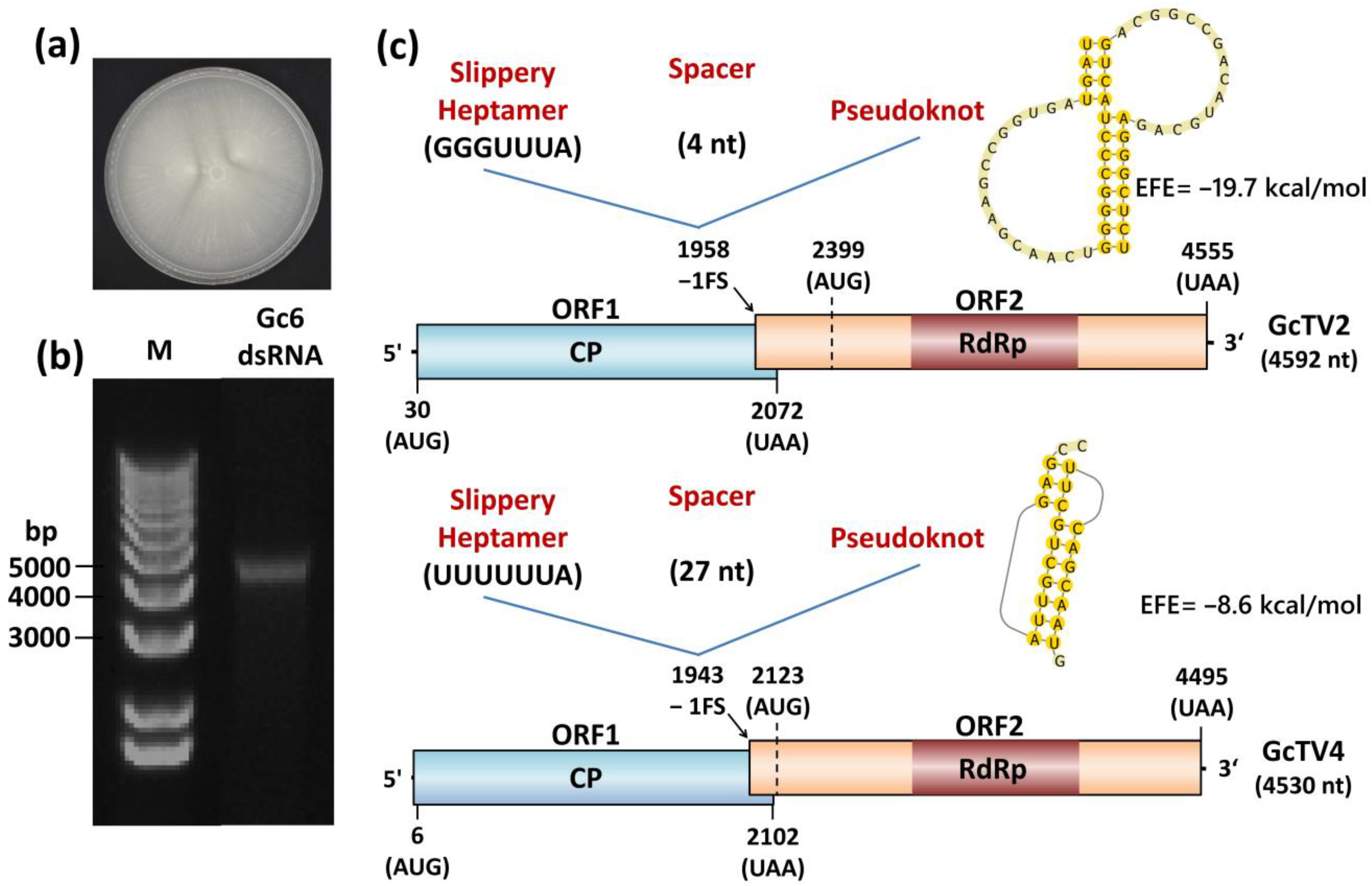 Viruses Free Full Text Molecular Characterization of Two