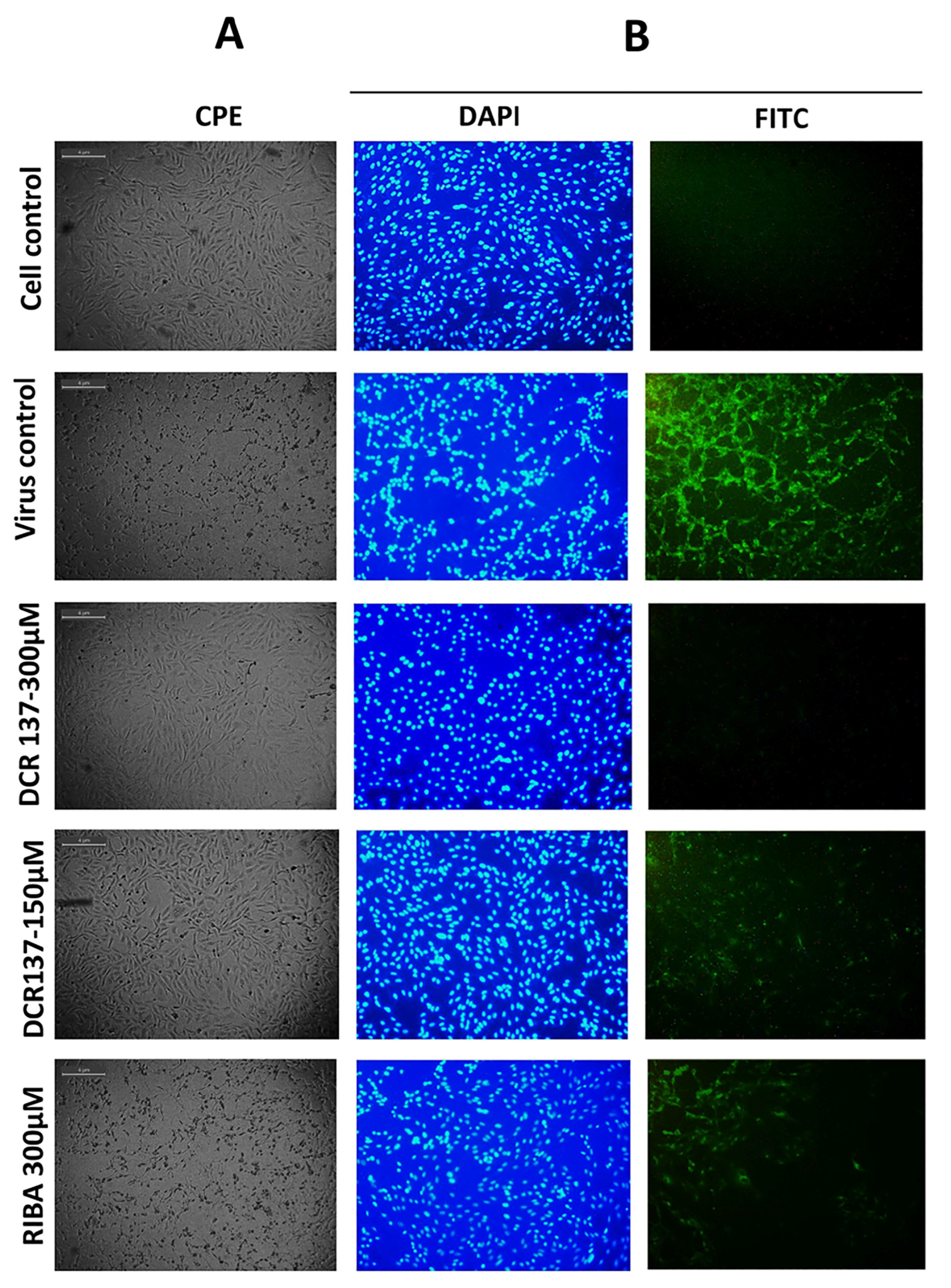 Viruses 15 02194 g004