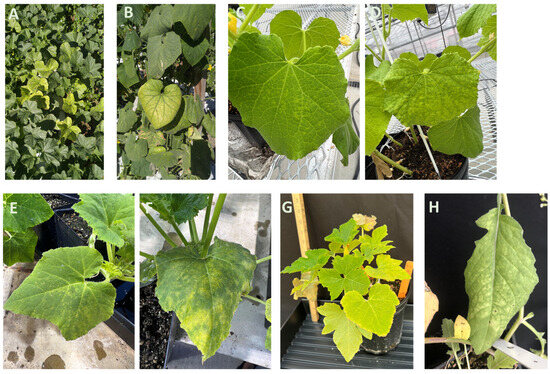 Viruses | Free Full-Text | Whitefly-Transmitted Viruses of Cucurbits in the  Southern United States