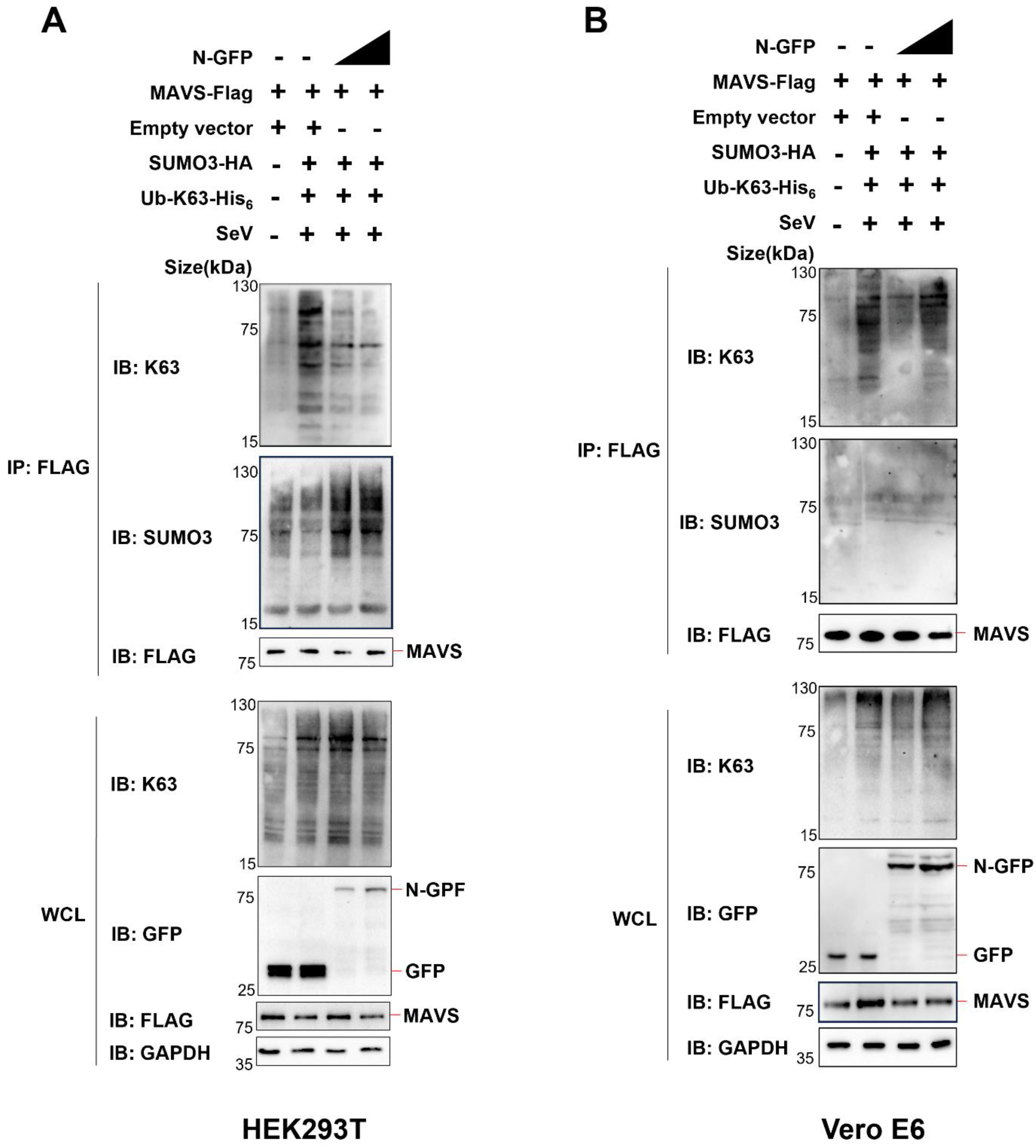 Viruses 15 02304 g005