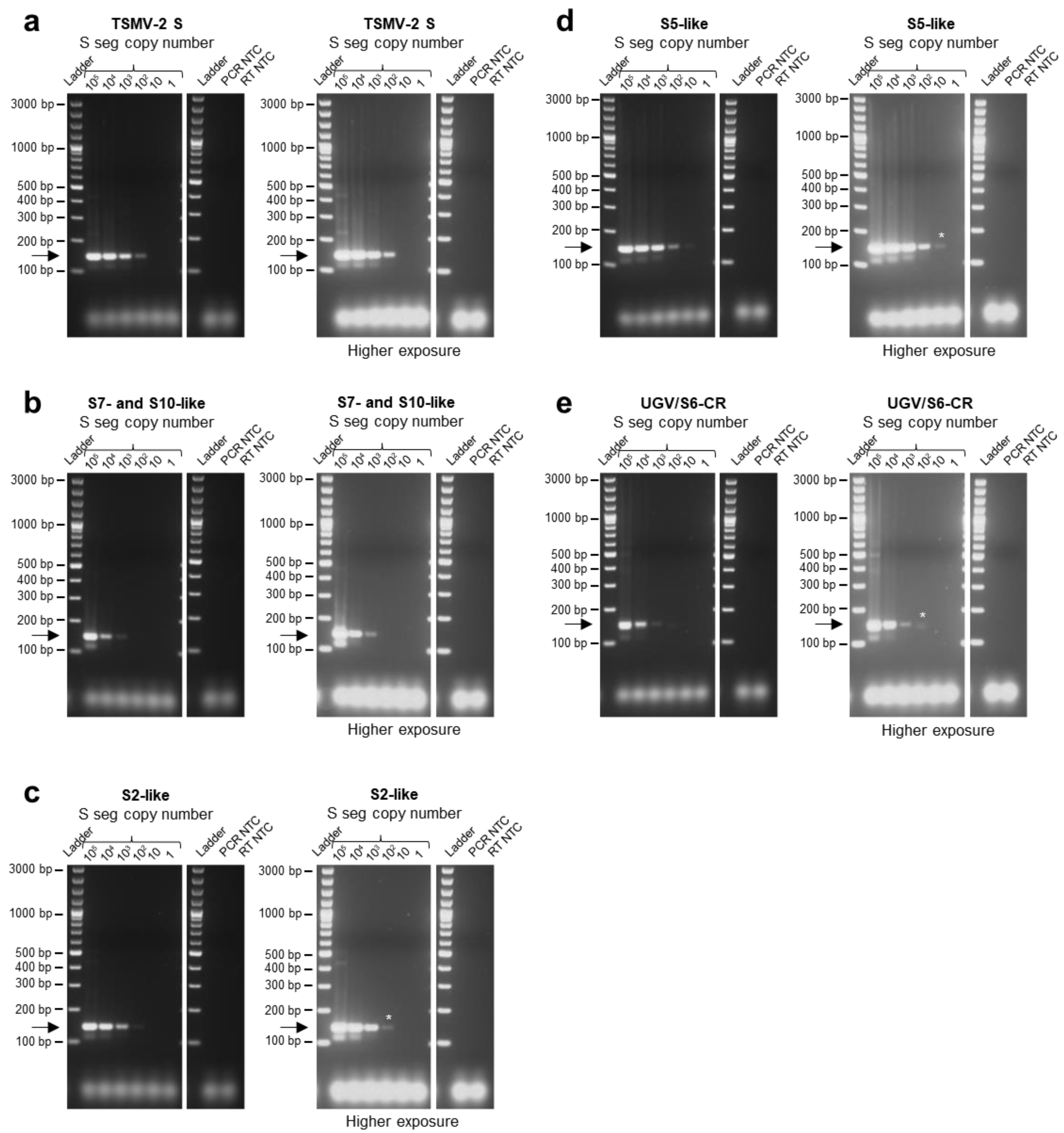 Viruses 15 02313 g001