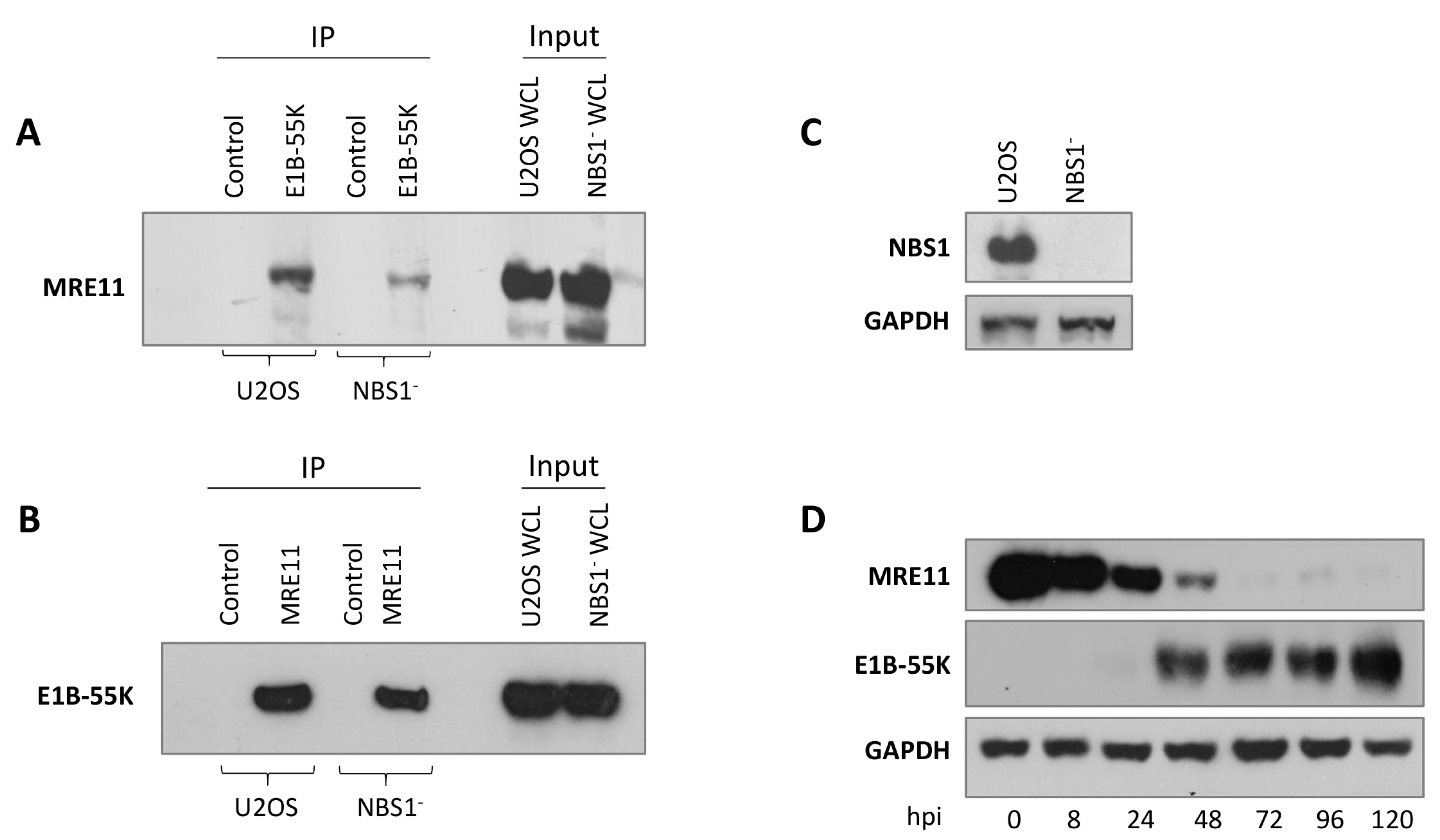 Viruses 15 02356 g004