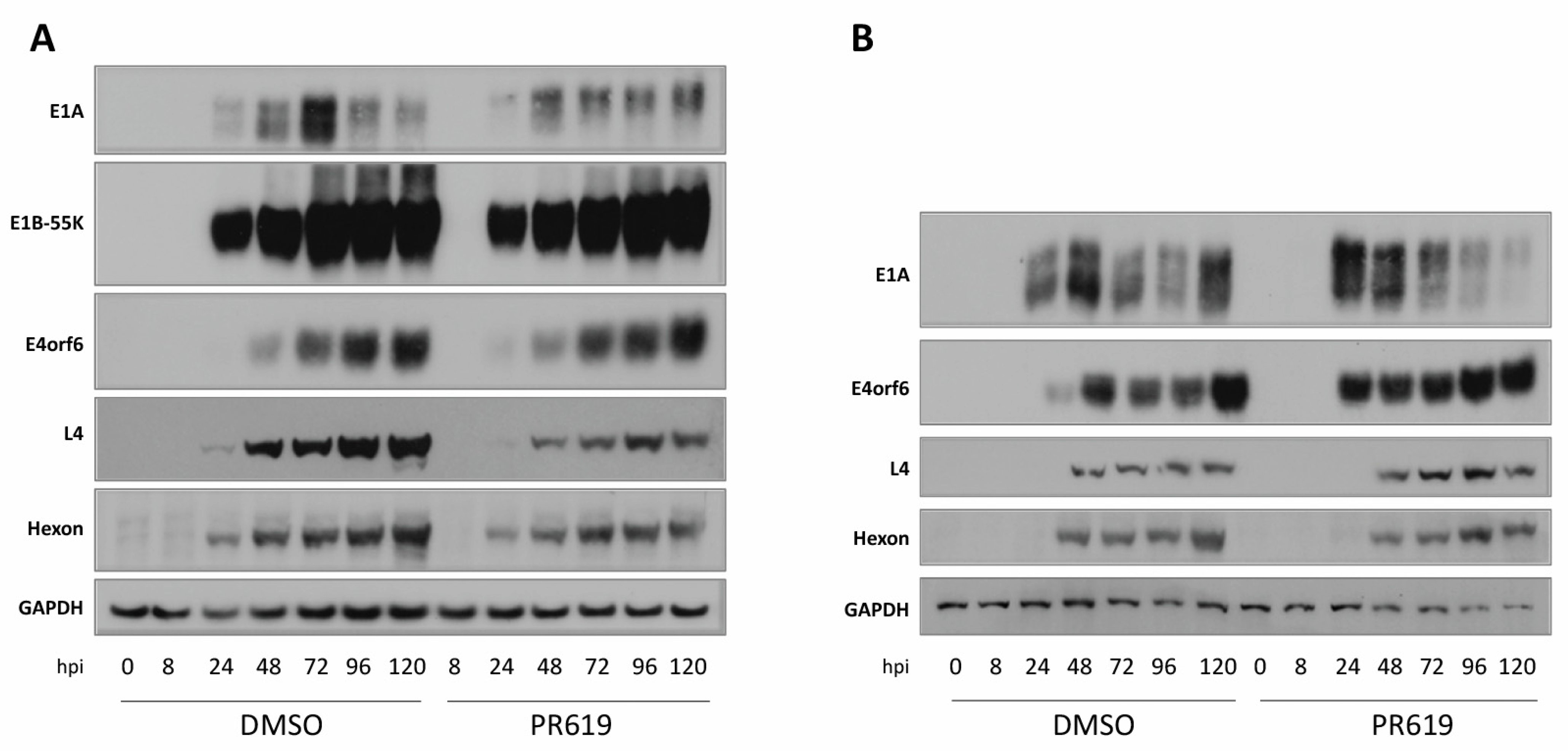 Viruses 15 02356 g005