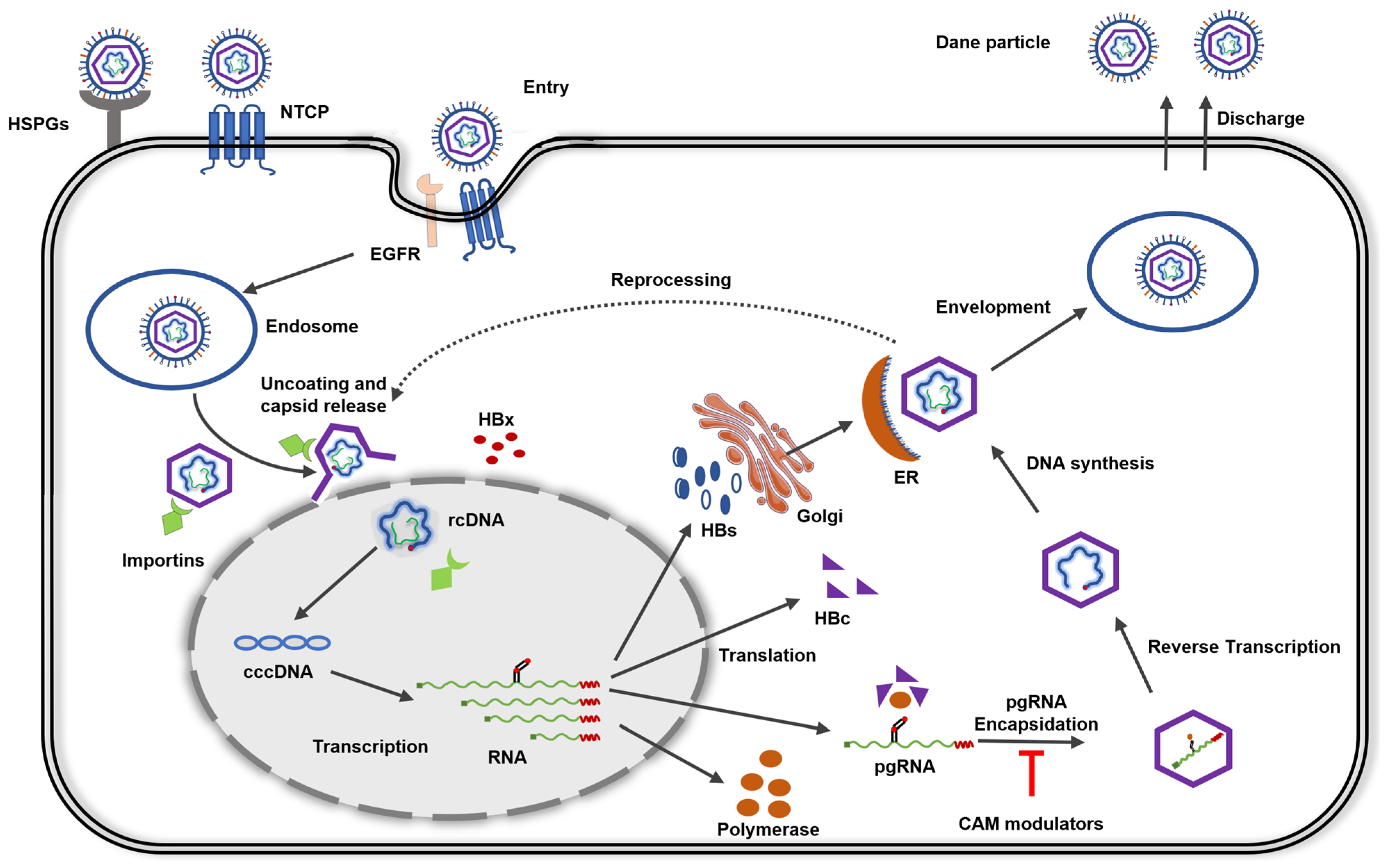 Viruses 15 02367 g002