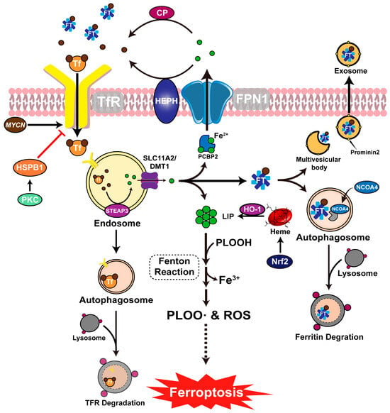 Viruses | Free Full-Text | Molecular Mechanisms Of Ferroptosis And Its ...