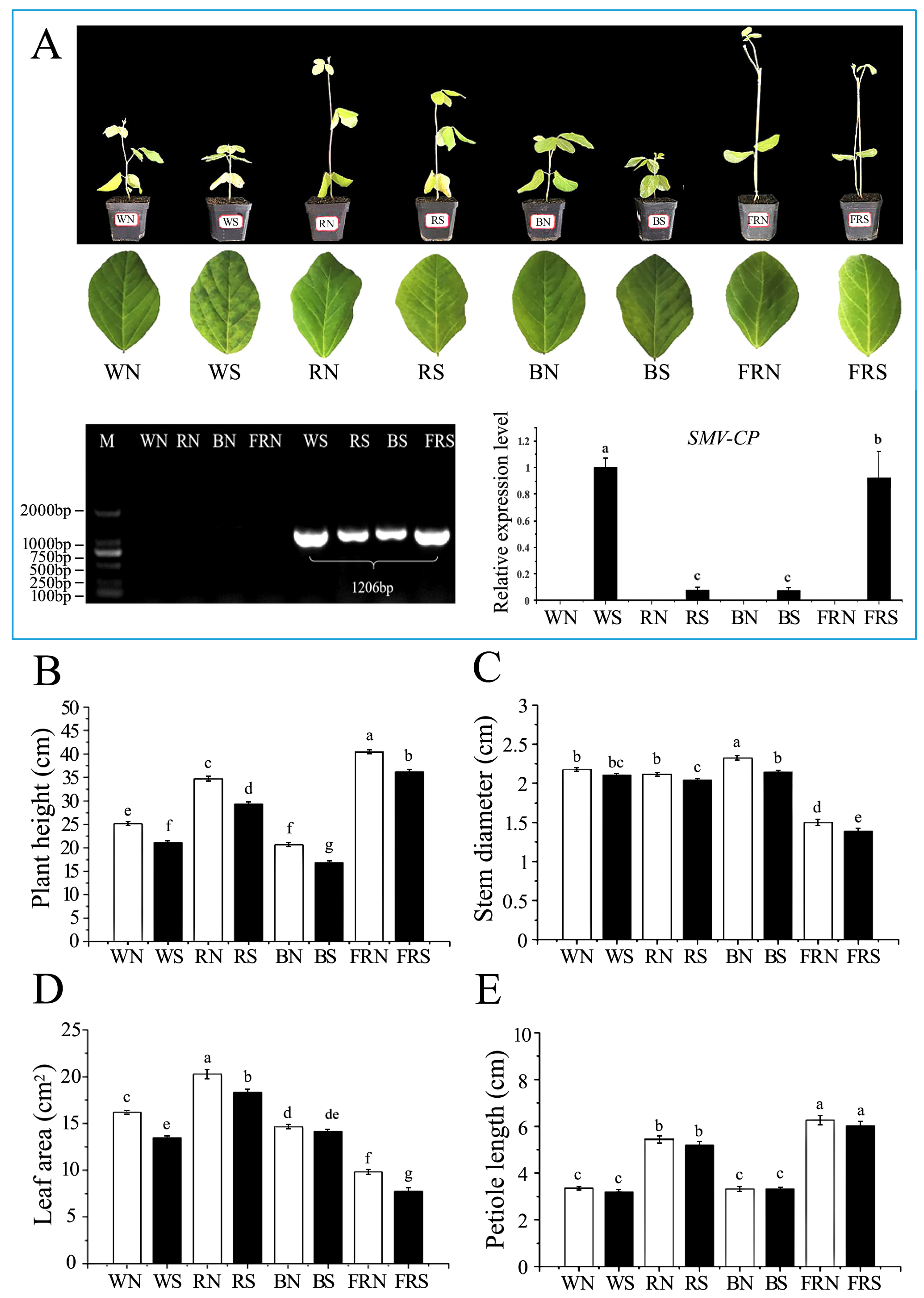 Viruses 15 02389 g001
