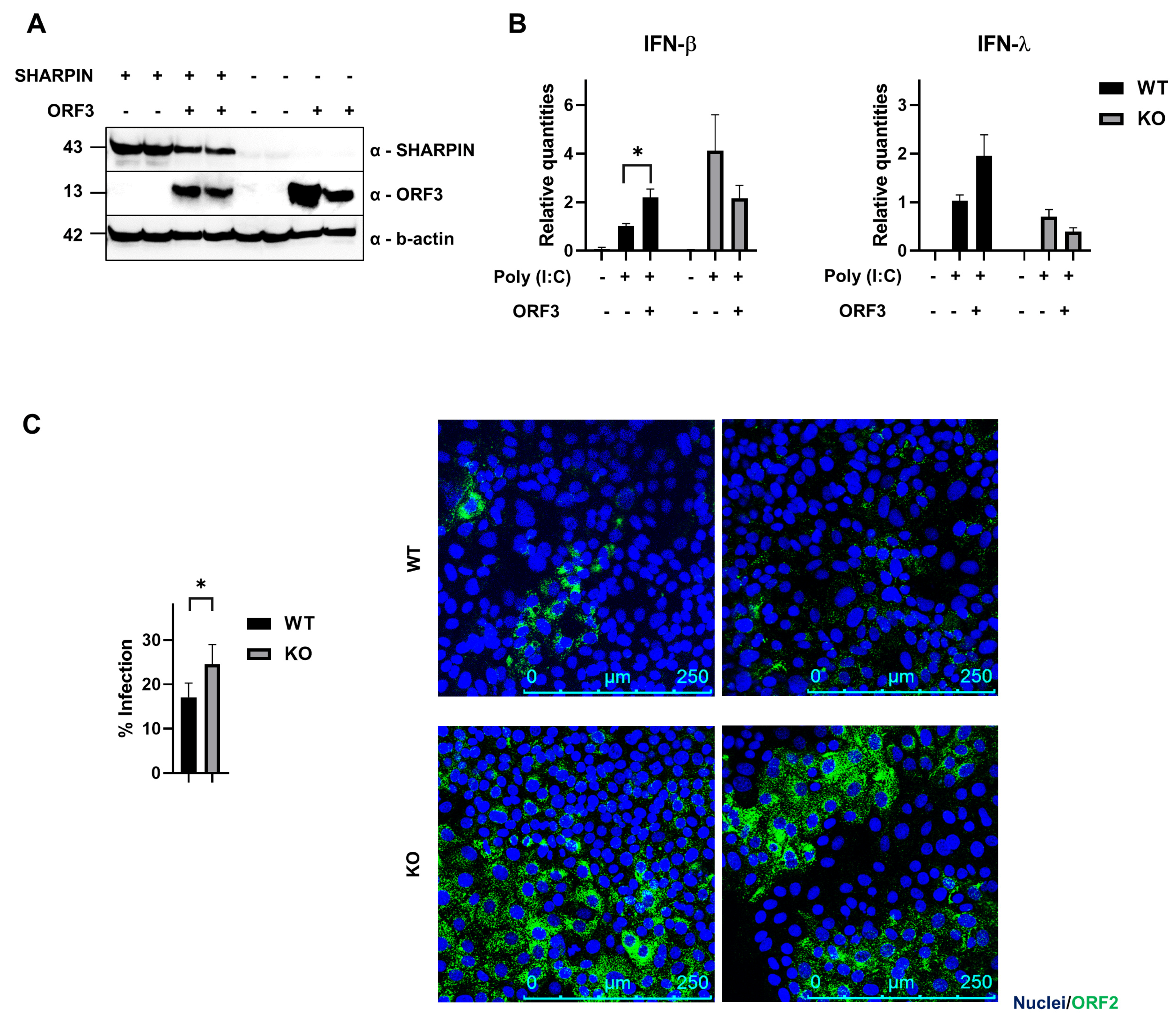 Viruses | Free Full-Text | Virus–Host Protein Interaction 