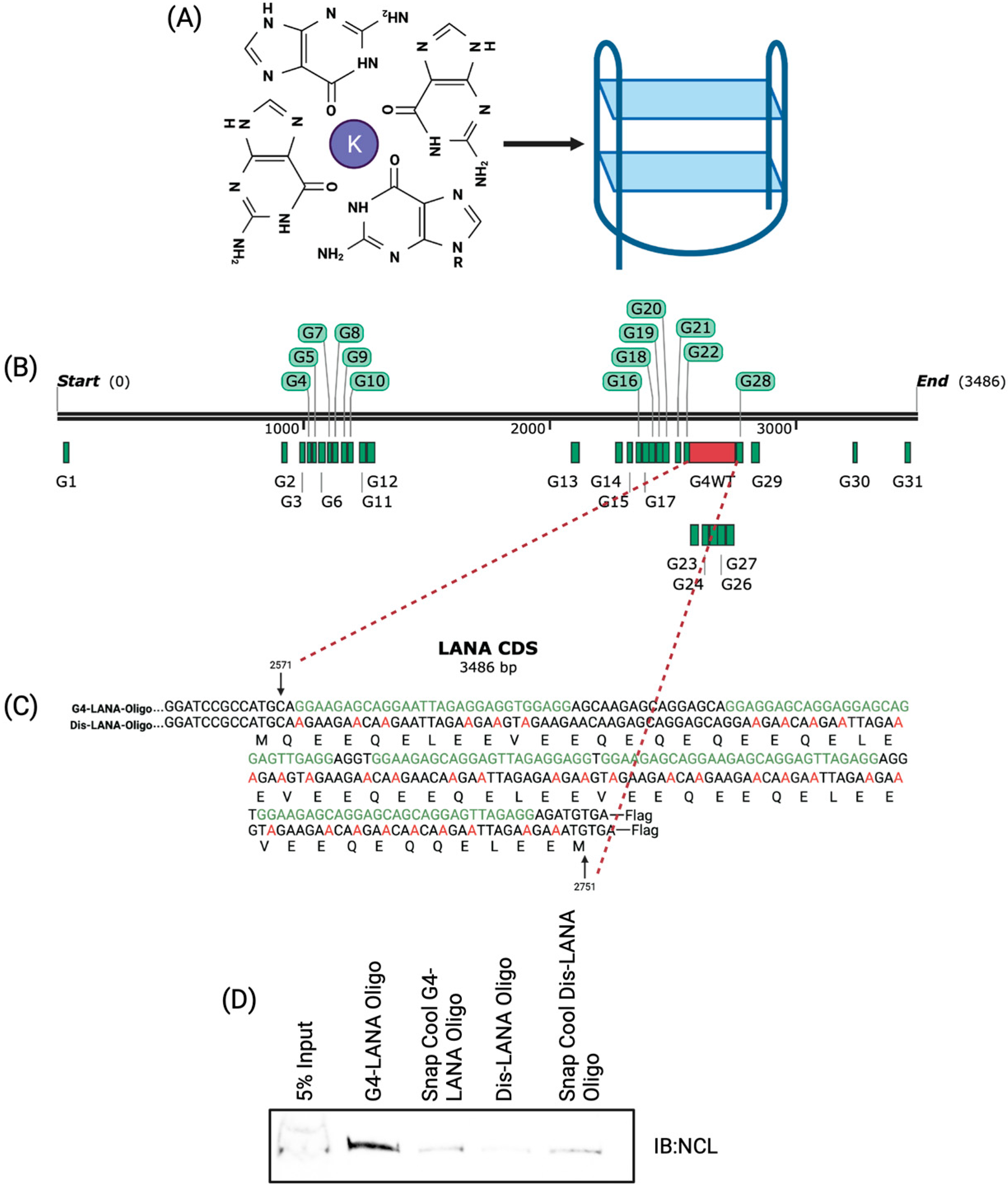 Viruses 15 02438 g001